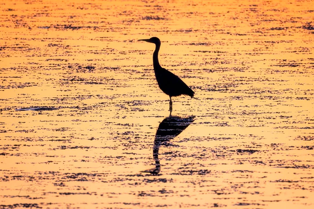 Skive Fjord 🫶
-
-
-
#tandrup_photography #tv2vejret #micheltandrup #dmivejr #snapp_september25 #total_denmark #skivekommune #determedihuslejen #skiveegnen #dmidk #naturephotography #limfjorden #birdphotography #danmarksnatur #dawnlight #wildlife_perfection #birdwatching #heronlove #landscape_captures #sunrisephotography #nordicnature #silhouettephotography #destinationlimfjorden #morningmood