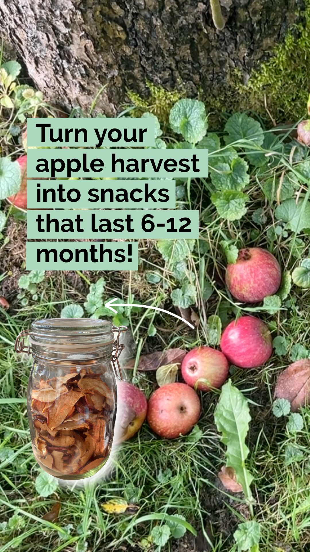 Donāt let a single apple go to waste from your harvest! šāØāØāØTurn fresh garden apples into homemade dried apple slices that last 6-12 months while preserving ALL the nutrients and natural sweetness. Perfect for zero waste living and food preservation.
Why make your own dried fruit?Ā Store-bought dehydrated apples are super expensive. If you have an apple tree, your homemade apple chips are basically FREE. Even if you buy a bag of organic apples to dry them, this will save you money.
How to use them:
* Healthy snacks
* Yogurt toppings
* Rehydrated compotes
* Kids lunch boxes
* Homemade gifts
How to make them
* Wash thoroughlyĀ but keep the peel on - apple peel contains nearly twice the fiber, 40% more vitamin A and 25% more potassium than peeled applesĀ
* SliceĀ into rings (6-8mm thick) or cut into wedges - your choice
* Dry: Dehydrator at 60°C for 6-8 hours OR oven method (60°C, door slightly open)
* StoreĀ in airtight containers - theyāll last 6-12 months in a cool, dry place
More ways to maximize your apple harvest:Ā āØš„§ Ā Apple pie & crumbles āØšÆ Ā Homemade apple sauceāØš¶ Ā Apple cider vinegar āØš§ cheese boardsāØ
From apple picking season to year-round snacking - this is sustainable food storage! š±āØ
#AppleHarvest #HomemadeDriedFruit #FoodPreservation #ZeroWaste #SustainableLiving #AppleSeason #HealthySnacks #HomegrownFood #FoodDehydrating