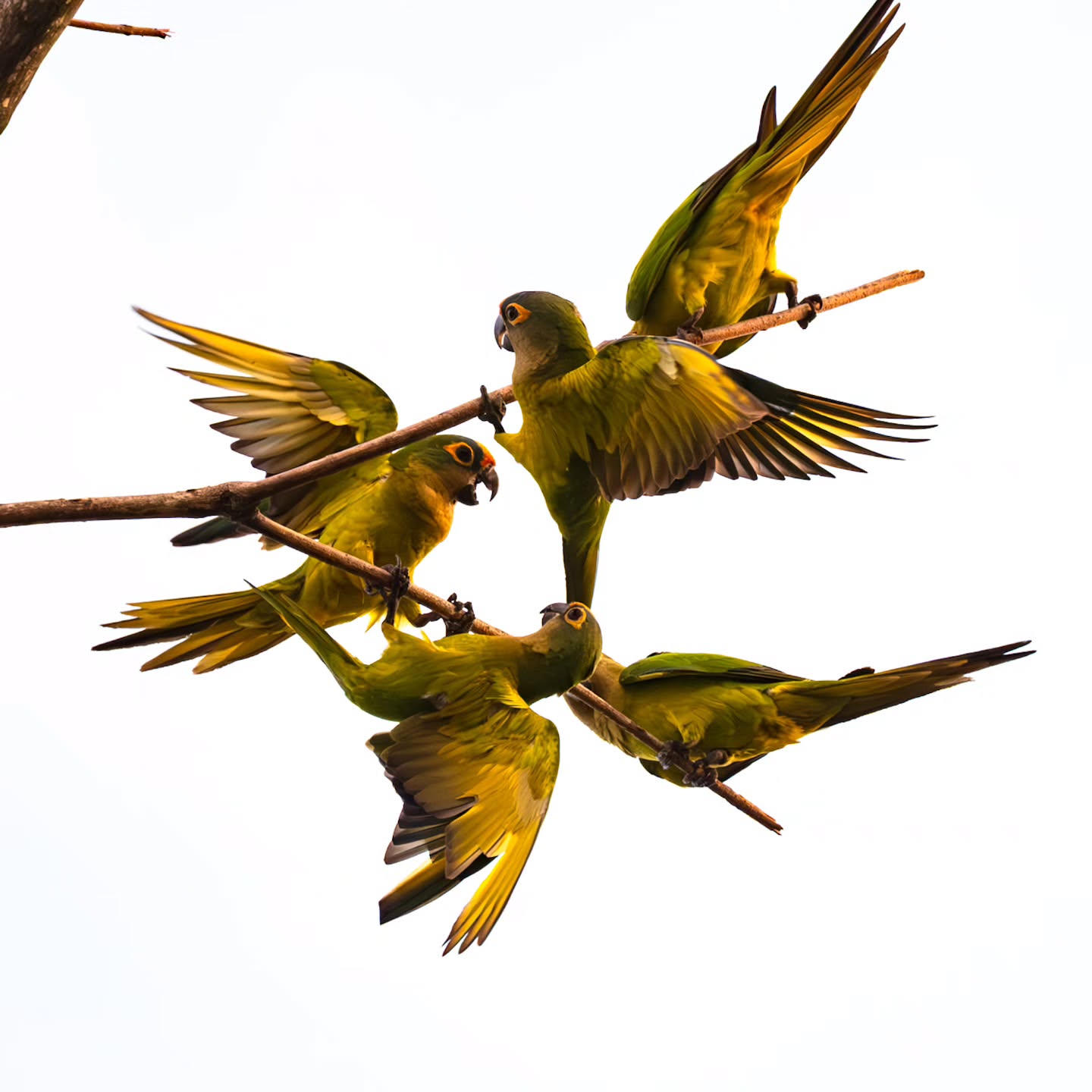 Periquitos-rei