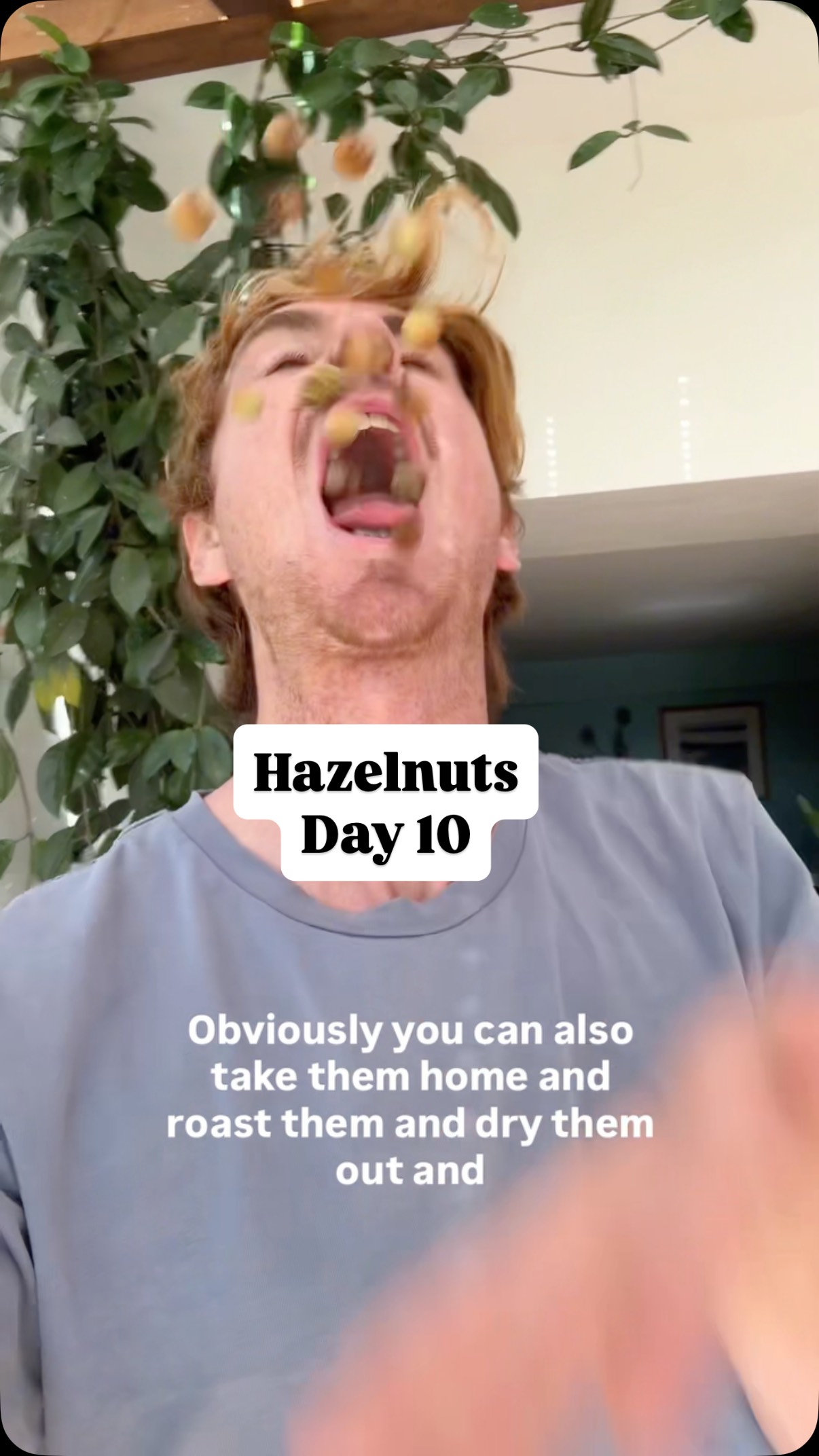 Double tap if you want to try these!
Hazel trees (Corylus avellana) are very common, the tricky thing is getting to the nuts before the squirrels. You can pick them earlier and dry them out at home or with a food dryer, or go to more remote places where they are able to dry naturally on the trees like these in Devon.
The leaves of the hazel are distinctive, round/oval-shaped, with a pointed tip and a doubly serrated (toothed) edge, often feeling soft and hairy on both sides, and growing alternately on the stem.
Happy foraging!