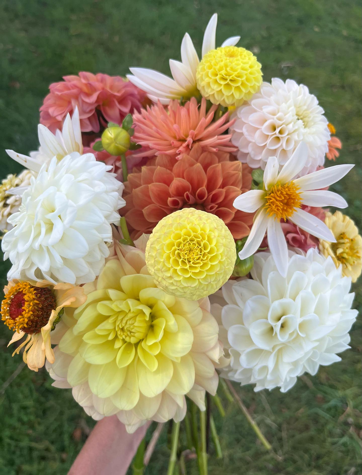 Our bridal bouquets are lovely thanks to our dahlias… but this arrangement isn’t actually for a wedding — it’s made from leftover blooms for a neighbor who adores flowers. We love the soft yellow, cream, white, and peach tones. 🍑🍑🍑
Oh, and yes, we’re already booking for the 2026 wedding and event season. Reach out or check out our website for more info. (We only take a handful of bookings per season.)
#weddingflowers
#bridalbouquet
#blooms
#bridalflowers
#upstatewedding
#nywedding
#dahlias
#dahlia
#dahliabouquet
#dahliawedding