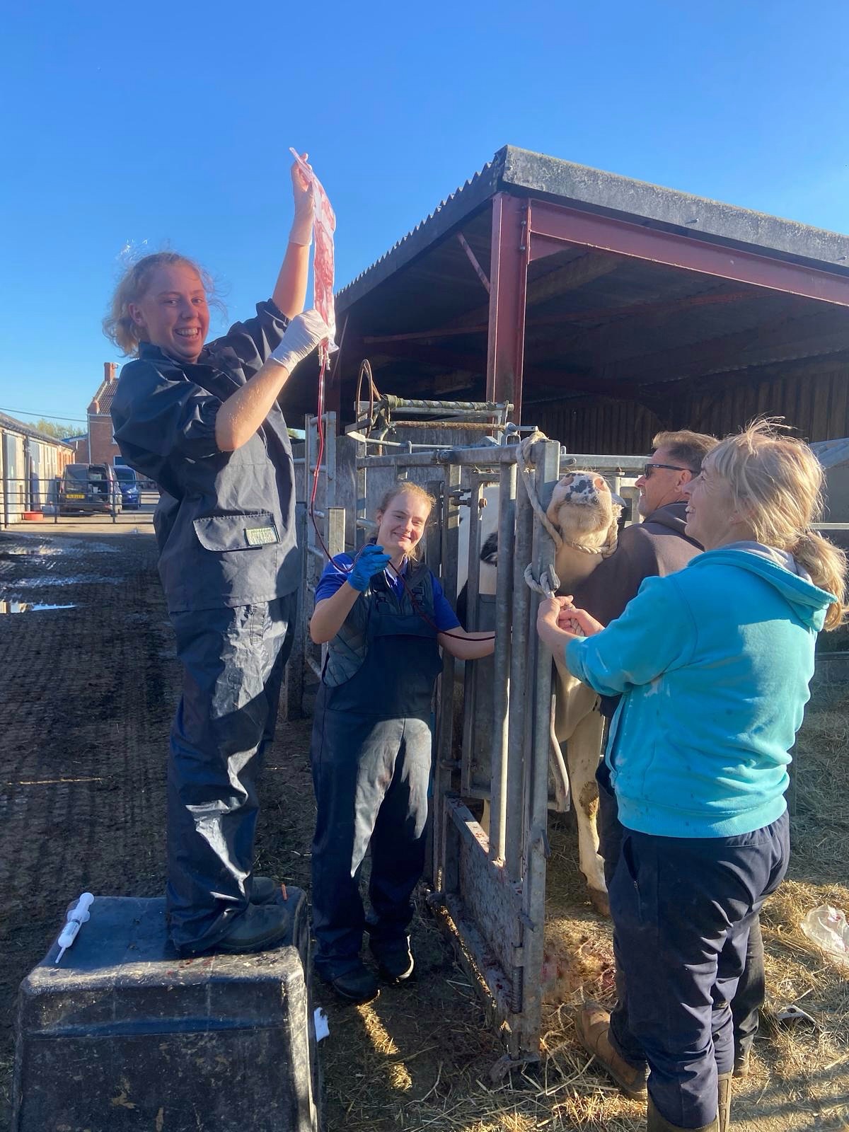 It was all hands on deck yesterday for a dairy cow in need of a blood transfusion 🩸 Vets Alice and Sophie worked together to collect blood from a donor cow and transfuse into the recipient. They were very grateful for the enthusiastic help of vet student Holly and the farm owners - Well done team!