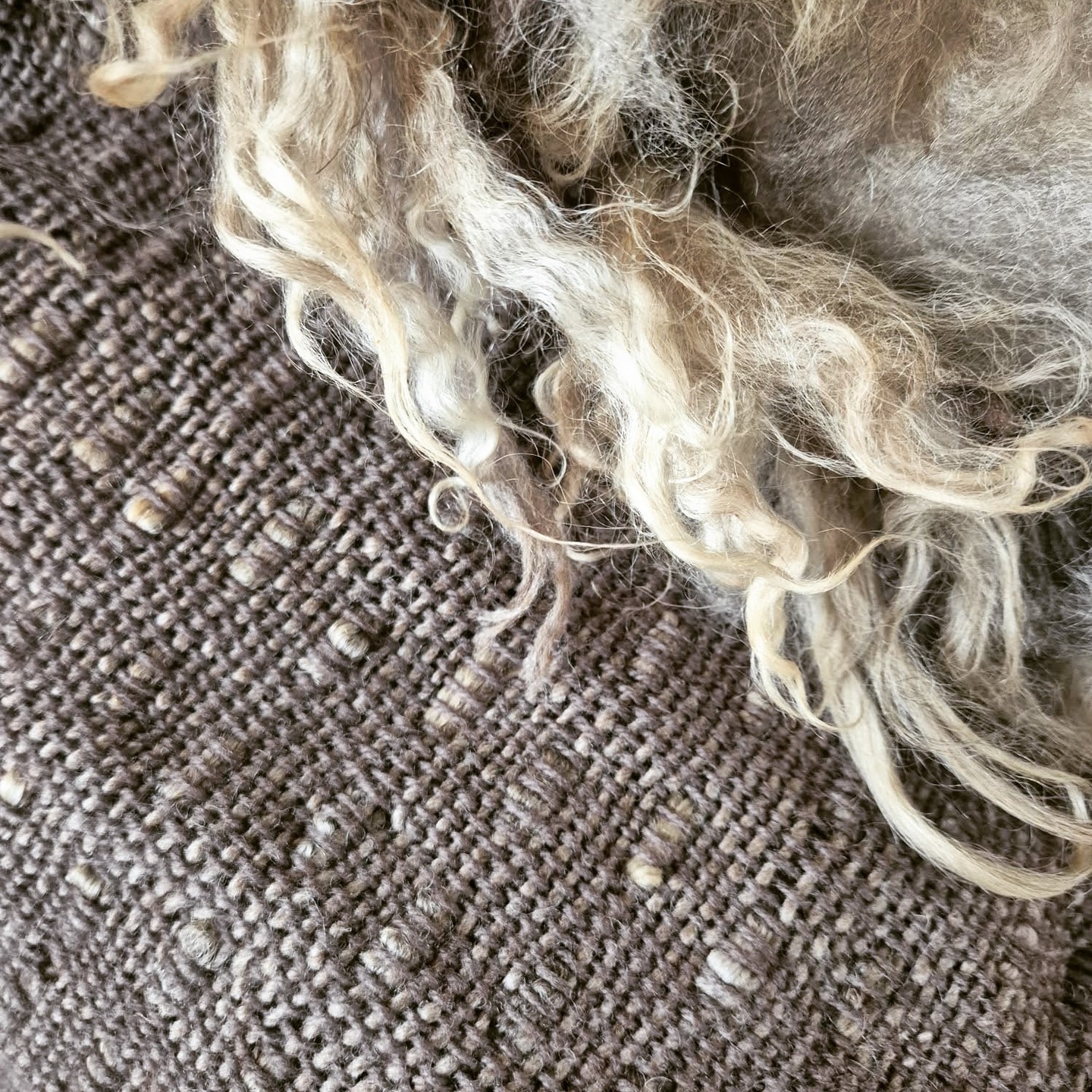 A couple of close-up photos of my most recent varefeldur, showing the short, shaggy texture of the outer locks in comparison with the tight weave of the rear. As with embroidery, the proof of a good piece of weaving can often be found in the reverse side, and I find this one particularly satisfying, with its neat rows of knots.
#weaver #weaving #weaversofinstagram #fibreart #fibreartist #slowcraft #traditionalcraft #scottishwool #sustainablecraft #recycledwool #varafeldur #vikingcloak #vikingcraft #vikingweaving