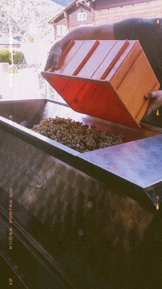 🍇 Letzte Woche stand bei uns ein grosser Teil der Ernte an – unter anderem die Trauben für unsere eigene Assemblage. Diese durften wir nun in die Kellerei bringen. Jetzt heisst es warten… im Frühling können wir dann unseren eigenen Wein in den Händen halten. Darauf freuen wir uns riesig! 🍷
Wer nicht so lange warten möchte: Unsere Assemblage Rouge und Assemblage Blanc 2024 sind schon bereit zum Geniessen. Meldet euch gerne bei uns!
#brandeija #weinjahr2025 #weinlese #assemblage