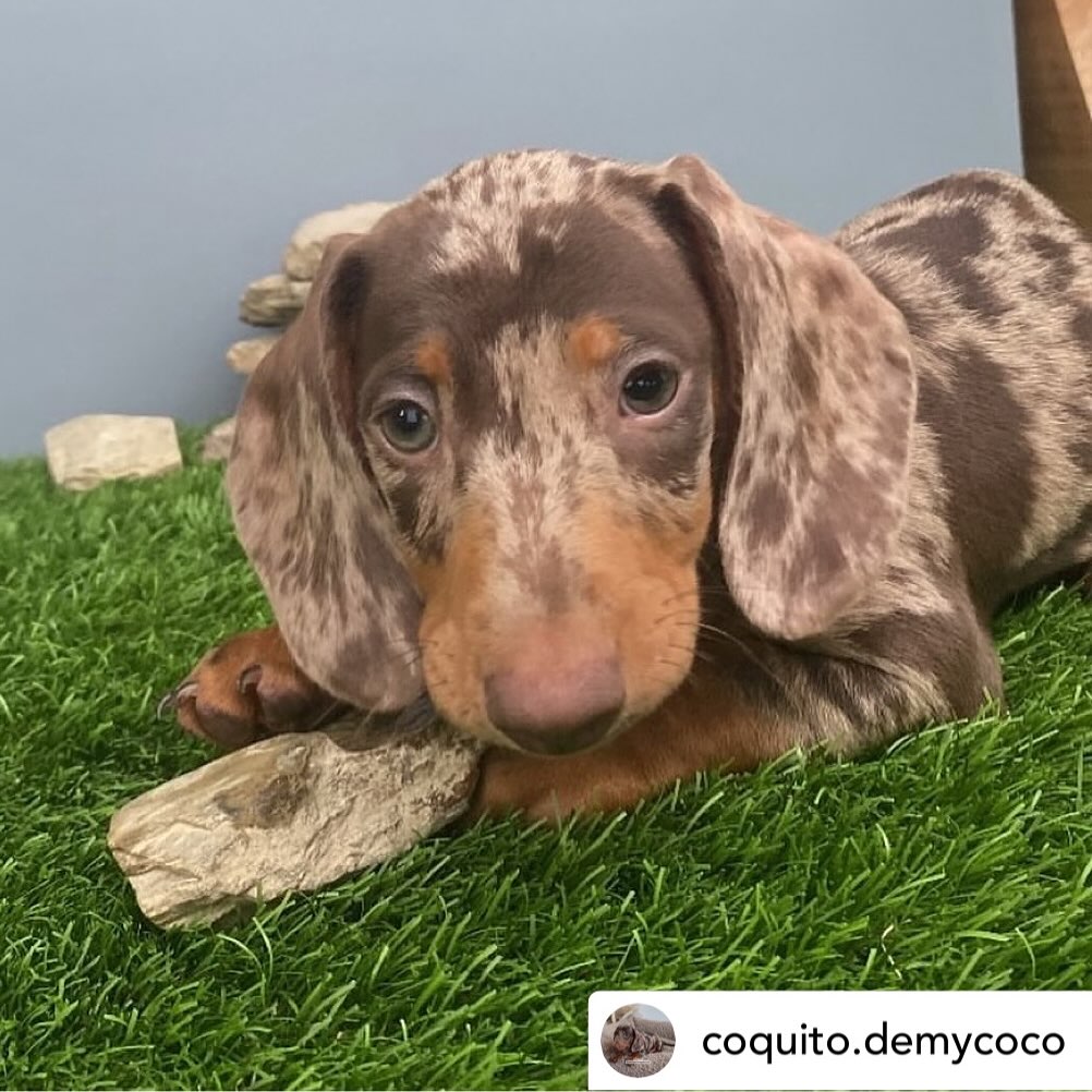 Por aquí está @coquito.demycoco este pequeñín tiene muchas aventuras que compartir con vosotros, a nosotros nos tiene 😍🤤
Coco, un #teckel mini arlequín chocolate, desde 📍Barcelona es una salchicha que enamora y conquista a todo el que lo ve❤️ id a su perfil y ✨seguidlo 🐾
.
.
.
✂️———
#teckelespaña #teckelbarcelona #teckellove