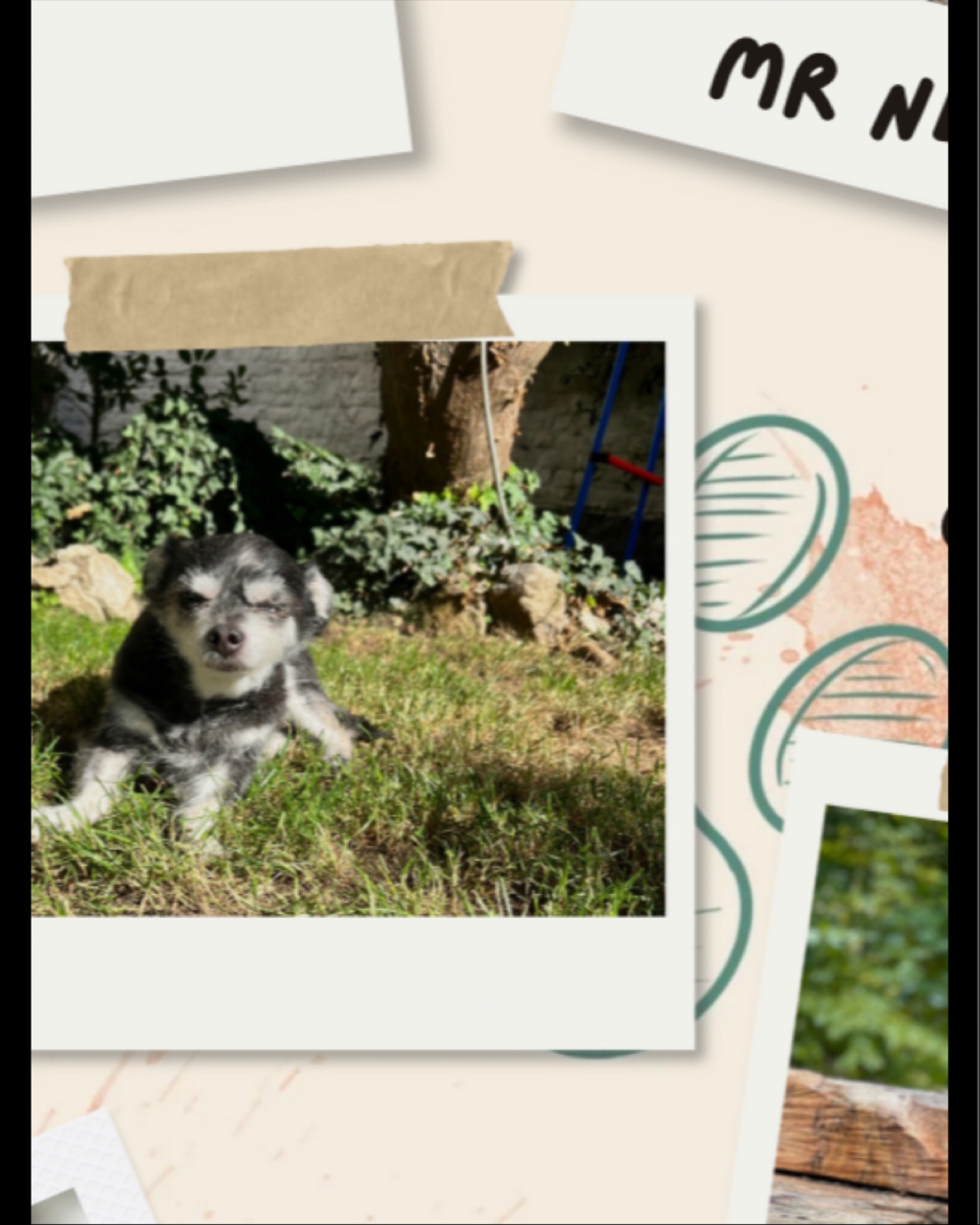 💛 Nelson, le mini cœur sur pattes ! 💛
Derrière ses grands yeux timides et ses petites pattes tremblotantes, se cache… un estomac sans fond 🍗😋 !
Toujours prêt à troquer un bisou contre une friandise, Nelson n’a pourtant d’yeux que pour sa douce Chaï 💘.
Un vrai romantique, version pocket-size 🐶🌸 : petit par la taille, mais immense par l’amour… et l’appétit ! 🍪❤️
#chihuahua #belgiumdoggos #petstagram #petsitterbruxelles #brussels #uccle #etterbeek #ixelles #dogod PetSittingBrussels #PetSitterBruxelles #DogLoversBrussels #PetsOfBrussels #DogFriendlyBrussels #ChienHeureuxBruxelles #AnimalLoversBelgium #CrapuloussClub
PetSittingLife #DogCareBrussels #GarderieAnimaux #DogSittingLife #PromenadeChiens #DogLovers #HappyPets #PetCare