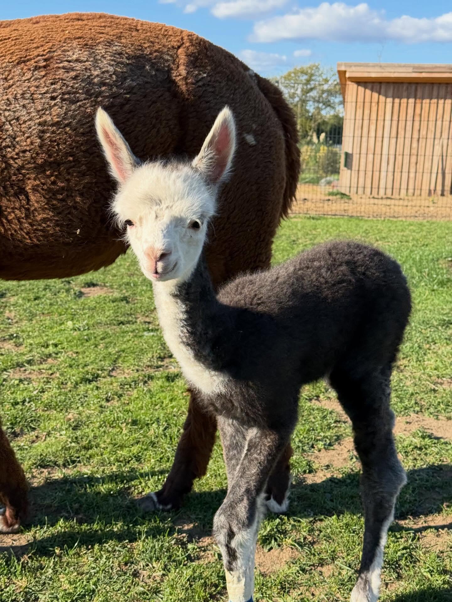Herzlich Willkommen! Zum Abschluss unserer Fohlen Saison ist am 20.09.25 noch eine kleine Stute geboren. Sie ist von unserer Stute AGLA Nola und unserem Hengst AWUT Mahpee. Sie heißt REIN Farina ❤️ 😍