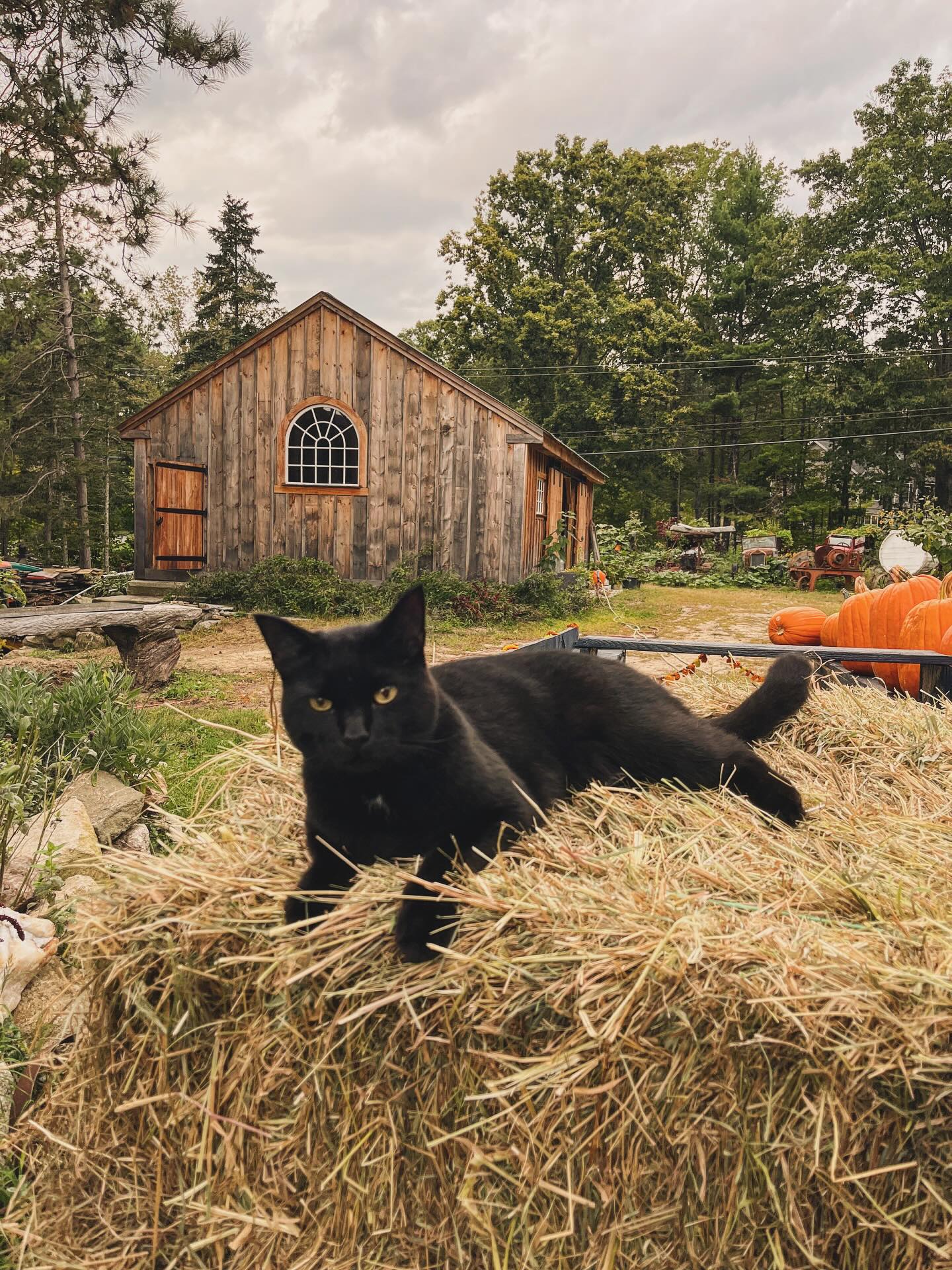 Spooky season is right around the corner and we are ready to let our inner witch out!
Come join Courtney from Trickle Creek Farm and myself for our Hocus Pocus workshop! We are going to lead you through the magical world of herbs! You will be creating your own home brews, potions, and energy cleansers aka tea mixtures, tinctures, sage bundles, and eucalyptus wreaths.
In addition we will be exploring many other herbal remedies… with the intention of expanding your mind with the knowledge lost when we were burned at the stake.
WHEN: October 25 from 5-7 pm
WHERE: 91 Back River Rd Bedford NH
HOW: $85 per person. You can secure your spot online on our website OR feel free to reach out if you prefer to pay with cash or Venmo
https://www.arcadian-acres.com/product-page/hocus-pocus-workshop