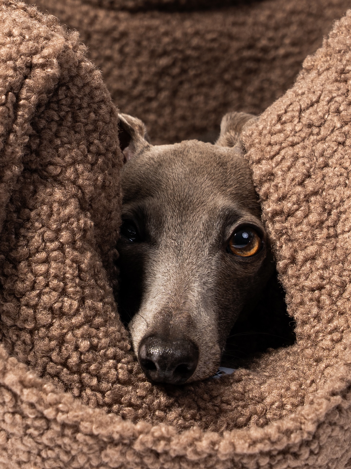 Versteckt, aber doch so präsent – dieser Blick sagt mehr als tausend Worte. Zwischen Wärme und Geborgenheit zeigt sich die ganze Seele eines treuen Gefährten. Manchmal sind es genau diese stillen Momente, die uns am tiefsten berühren. Ein wundervolles Shooting bei @karma_hund , mit einem ganz besonderen Model. 🐾✨
📸 Lust auf authentische und einzigartige Hundefotos?
Melde dich bei mir und lass uns unvergessliche Erinnerungen schaffen!
#hundeliebe #tierfotografie #emotionaleMomente #karmahund #carloquastfotografie #hunde #hundeshooting #fotografie