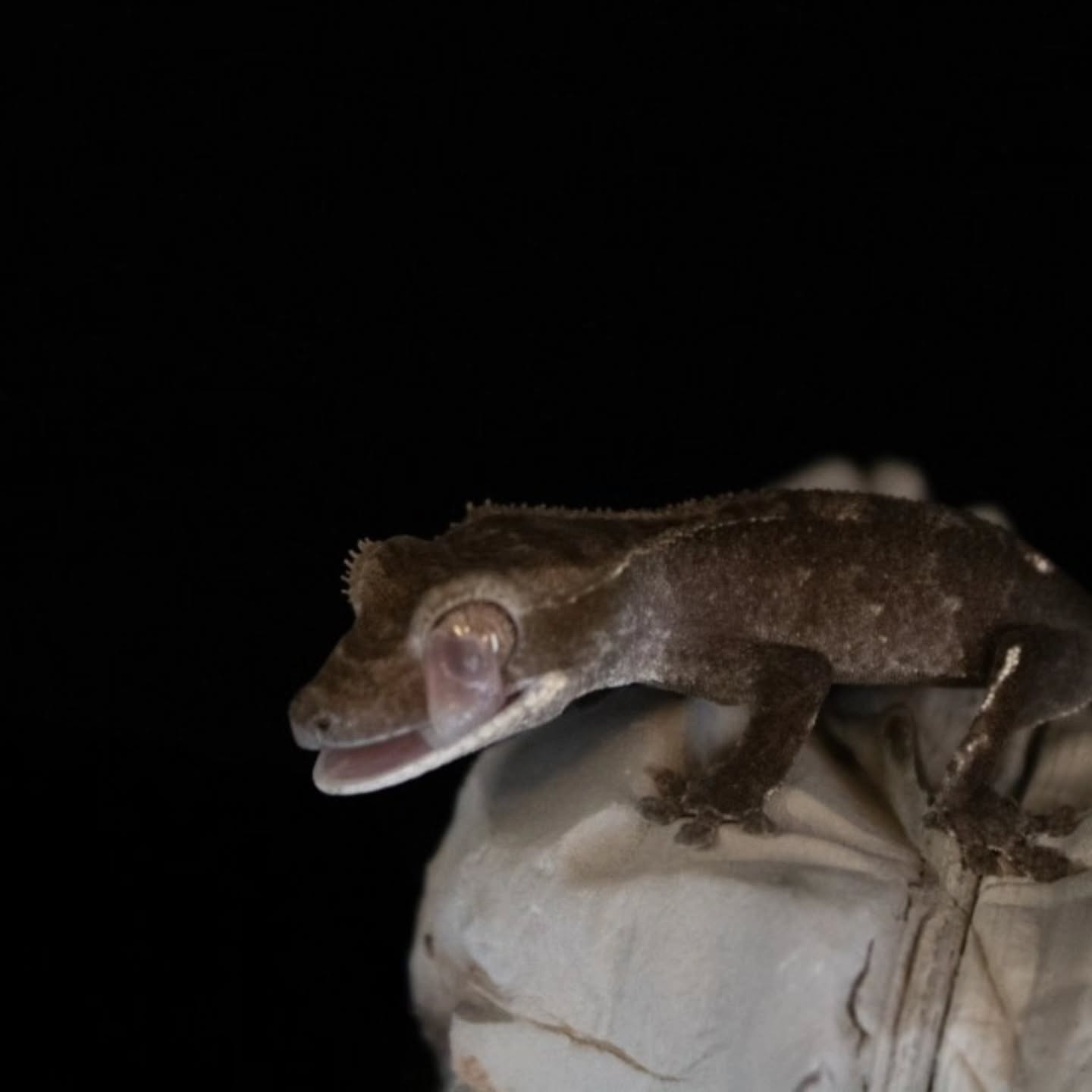 #crestedgeckosofinstagram #crestedgeckos #crestedgecko #reptilelover #reptiles #reptilesofinsta #reptile #axanthiccrestedgecko #crestedgeckobreeder #geckobreeder
