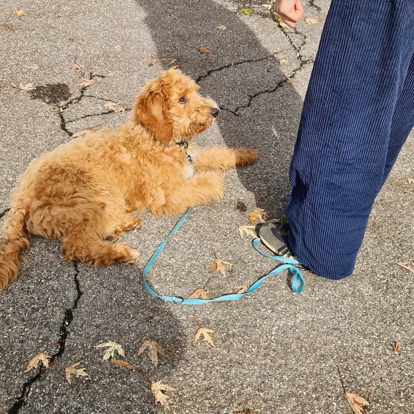 Training mit Asenta 🐶🐕
#assistenzhundeschweiz #assistenzhundeverein #assistancedog #assistenzhund #assistenzhundeausbildung #hundetraining #junghunde #junghundetraining #schweiz #zürich