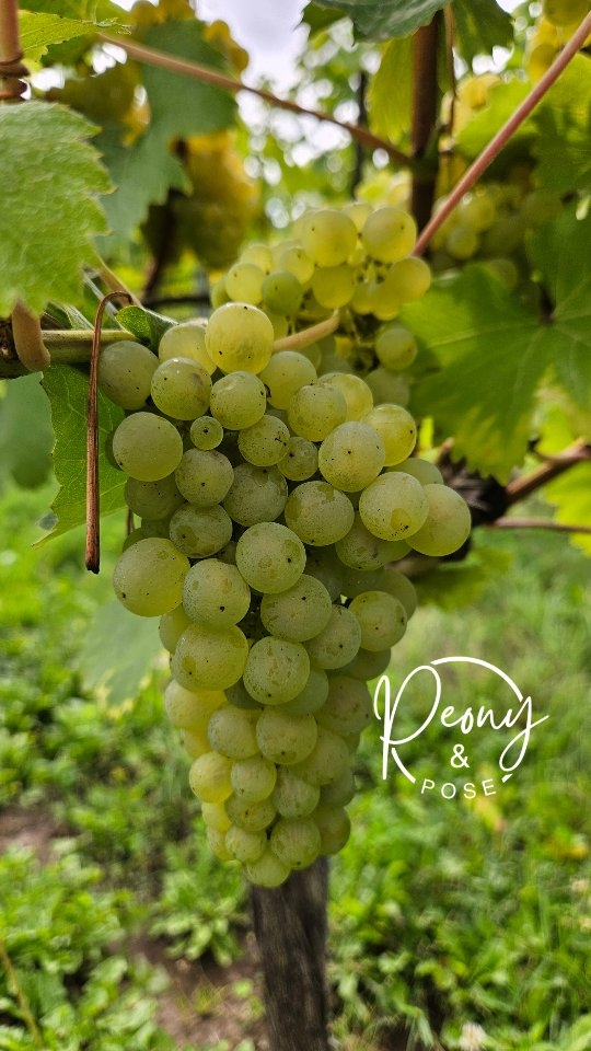 Exploring the fields and farmland at Brenley Wine was exactly what we needed.
It's amazing how a bit of time out in the countryside can make you feel so calm and positive!
If you want to join us in this heavenly place for a day of self-care, then we have a few places left on our Brenley day retreats:
🍁🤎 Cosy Countryside Day Retreat on October 5th.
❄️🎄 Festive Day Retreat on December 7th.
Both include gentle yoga, a country walk, seasonal wreath workshop, wine tasting and more!
Head to our website for more details. Link in bio.
♡
Nel&Lauren