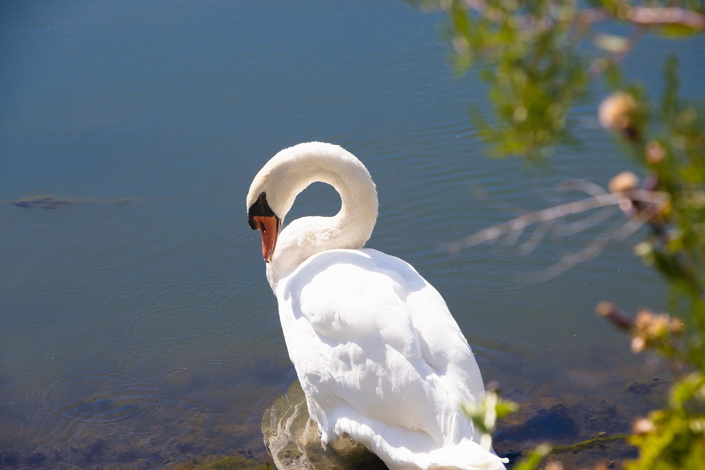 Whitby’s most elegant local 🦢🌿🤍
#WildlifePhotography #SwanPhotography #GrassRootsOriginals #WhitbyMarina #NaturePhotography #SereneScenes