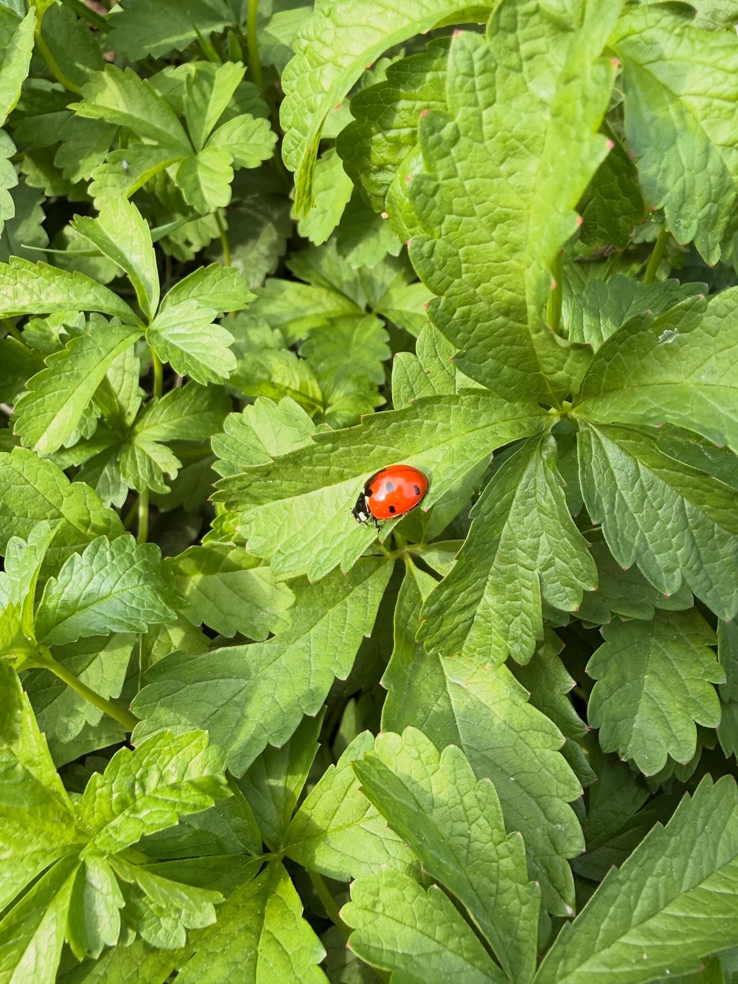 🍄. Bonjour Automne, au revoir été .🍄
.
Que cette saison vous soit douce.
Prenons le temps…
La nature ralentit…
Faisons de même 🍂
.
..
…
..
.
..
…
#automne #automn #naturephotography #nature #naturecaptures #wild #coccinella🐞 #life #vie #lavieestbelle #lovelife #photographylovers