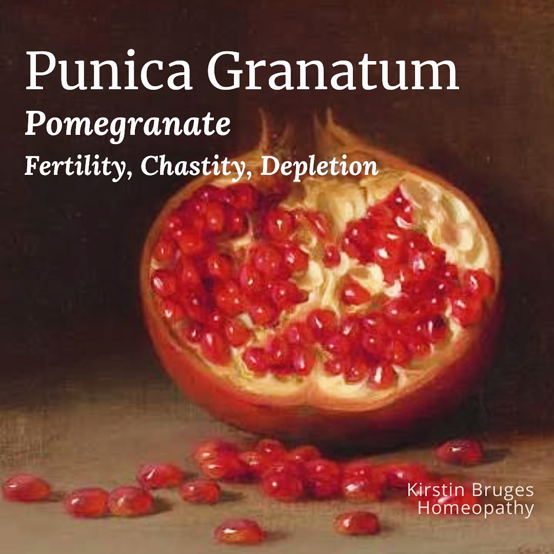Spotlight Remedy: Pomegranate (Punica Granatum)
Part of the Lythraceae family, the Pomegranate is an ancient symbol of fertility, beauty, and eternal life. In Greek and Persian mythology, it was sacred to goddesses such as Demeter, Persephone, Aphrodite, and Athena — embodying cycles of life, death, and rebirth. 🧞♀️
In Christian art, the Virgin and the Pomegranate links the fruit to chastity, sacrifice, and resurrection — its red seeds seen as Christ’s blood, its abundance as unity and fertility. Also appear like ruby gemstones in the fruit… 💎
Benefits and research has shown uses for the potent fruit… interesting to note it is said to be best eaten in your follicular phase!
• PCOS support: Improves insulin sensitivity, helps regulate reproductive hormones, and reduces chronic inflammation.
• Antioxidant & anti-inflammatory: Rich in compounds like ellagic acid, with anticancer potential.
• Breast health: Shown to influence hormonal receptors in hormone-sensitive breast cancer cells.
Symbolism in Tarot
Pomegranates appear behind the High Priestess, who embodies the sacred feminine, intuition, and the mysteries of the subconscious. The fruit here symbolises fertility, hidden knowledge, and the cycles of life and death. Like Persephone’s descent into the underworld, it represents crossing thresholds, initiation, and returning with deeper wisdom. Mirroring the homeopathic essence of Punica granatum: navigating the tension between purity and passion.
Homeopath Jan Schloten states…
Those needing Punica granatum often feel inherently special, longing to be recognised for beauty, refinement, and culture. They have a strong aesthetic sensitivity and recoil from rudeness, aggression, or violence — especially male violence.
Physical Affinities
• Female organs – womb, cycles, fertility.
• Dryness – affecting skin, mucosa, and digestion.
• Head – headaches < walking.
• Throat – spasms, constriction of the glottis.
• Heart – anxiety < slightest exertion.
• Stomach – worse from potatoes or fatty foods.
• Back – lumbar pain < sitting.
• Limbs – weakness < walking.