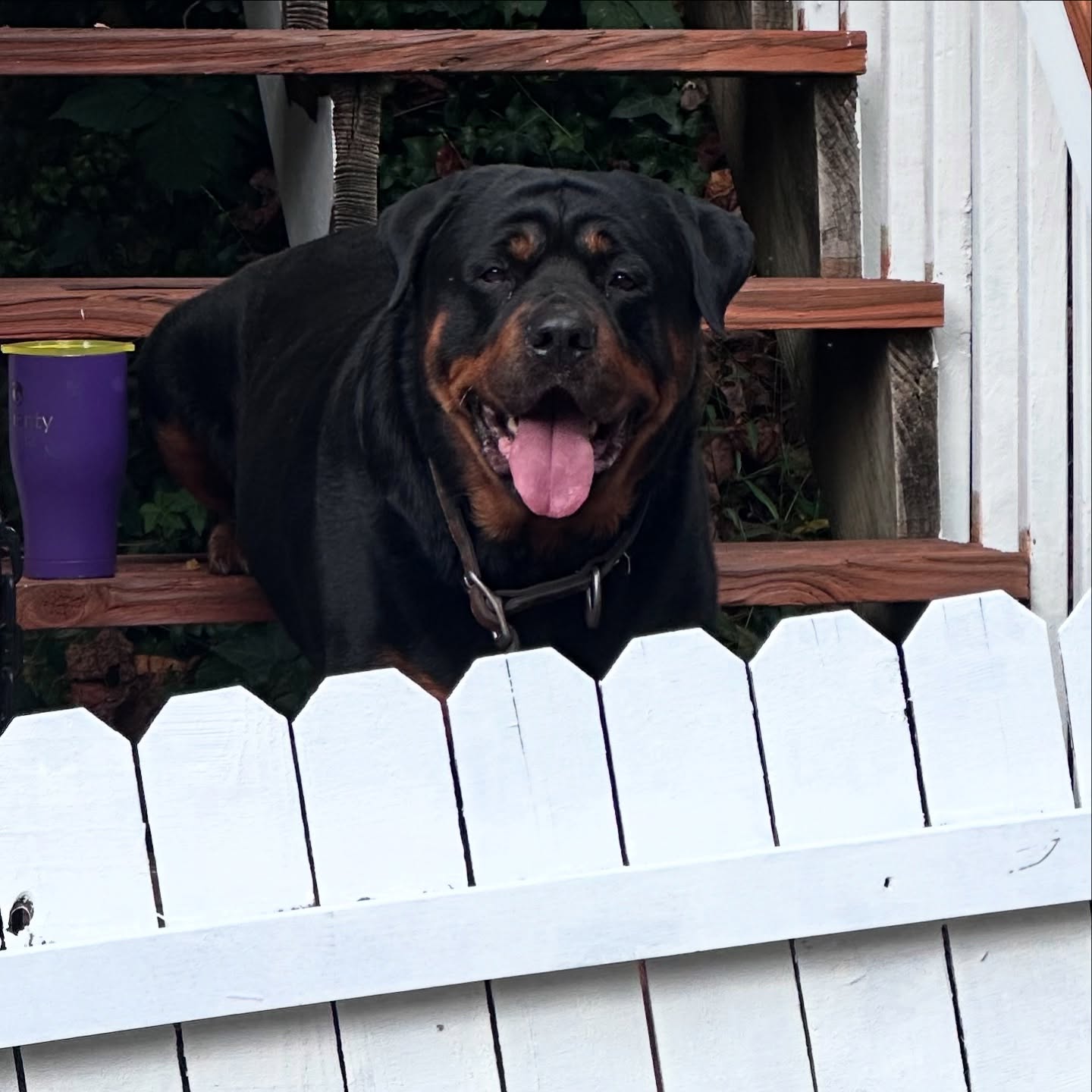 Thinking about all the “to dos”‘we’ve accomplished since 🌀 Helene. Not only did we have the on-going hurricane repairs but also some other projects that needed to happen. Feeling thankful for the help we’ve received from friends, family, neighbors, guests (your words of encouragement and support have been lovingly received), skilled tradespeople, energetic love, prayers, blessings, our dogs, Hank, our loved ones in spirit, all the critters of the land and last but not least, Moose.😍😆🐾
Moose comes to work with his Dad (handyman) a few days a week. He’s always in a good mood. He’s learned to bay like his girlfriend Bubbles. Sometimes the neighboring dogs join in as well and it sounds like “101 Dalmatians.” 😍 He’s left a few painted paw prints around too. We love Moose.
***the fence gate was being painted, it’s not crooked😆