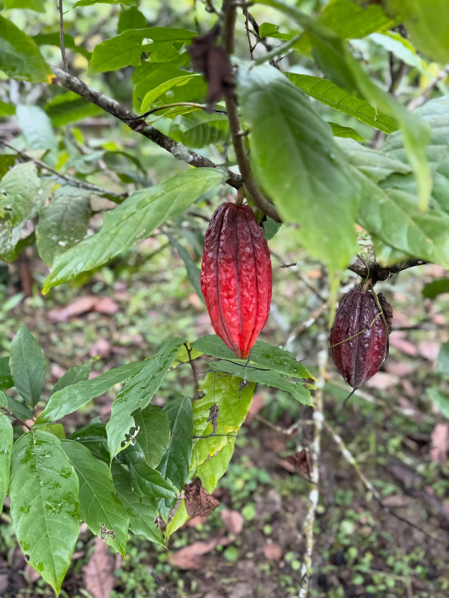 Die Kakaokrise ist real.
Ernteausfälle, Monokulturen und Spekulation treiben die Preise in die Höhe. Doch die Kleinbäuerinnen und Kleinbauern profitieren davon kaum.
Mit La Chocolatera gehen wir einen anderen Weg. Unsere Schokolade wird direkt in Ecuador hergestellt, Farmer Owned, fair und in Agroforstsystemen angebaut.
So bleibt der Wert dort, wo er hingehört. Bei den Menschen, die den Kakao anbauen.
Die Ware ist unterwegs und wird bald ankommen.
Direkt aus Ecuador, dort hergestellt und verpackt.
Schon bald kannst du die neue Lieferung bei uns entdecken.
#LaChocolatera
#EcuadorSchokolade
#DirectTrade
#FarmerOwned
#Agroforstwirtschaft
#NachhaltigerKakao
#BeanToBar
#BioSchokolade
#KakaoLiebe
#esmeraldasecuador