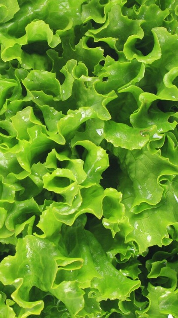 #Nanotecnologia: il futuro della qualità e della produttività
La nanotecnologia apre nuove frontiere per l’agricoltura moderna, offrendo soluzioni innovative per incrementare resa e qualità delle colture. Grazie a particelle di dimensioni nanometriche, i principi attivi vengono veicolati con la massima precisione, riducendo sprechi e migliorando l’assorbimento da parte delle piante.
Con la sua gamma nutrizionale basata su nanotecnologia, intact unisce efficienza e innovazione: Chitoplus, Verde e Color.
intact - experience the difference for a new agriculture 🧡
#intactsolutions #growingsolutions #agricolturasostenibile #beefriendly