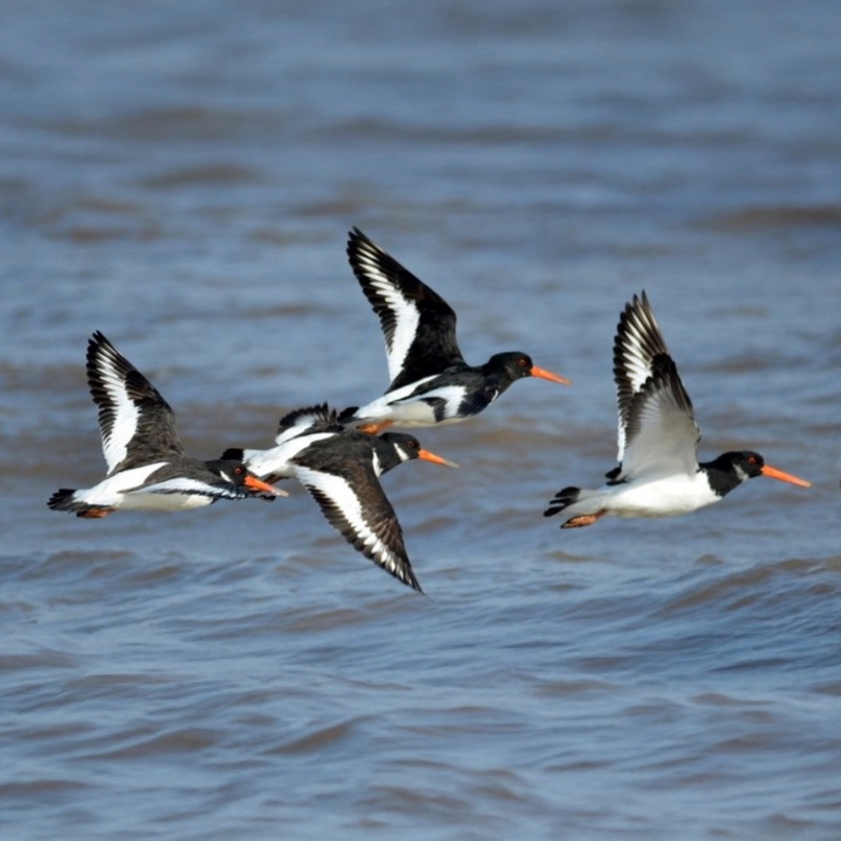 📣 Book your tickets for Walk on the Wild Side, with Martin Unwin 📣
We are pleased to announce that the two 'Walk on the Wild Side' events with Martin Unwin, have been rescheduled for Mon 6 & Tues 7 Oct, 3-5pm 🦅
Ticket holders have been notified by email and more tickets are available to buy. 🎟
To book, visit www.appledorebookfestival.co.uk
#walkonthewildside #walk #wildlife #coast #tickets #appledore