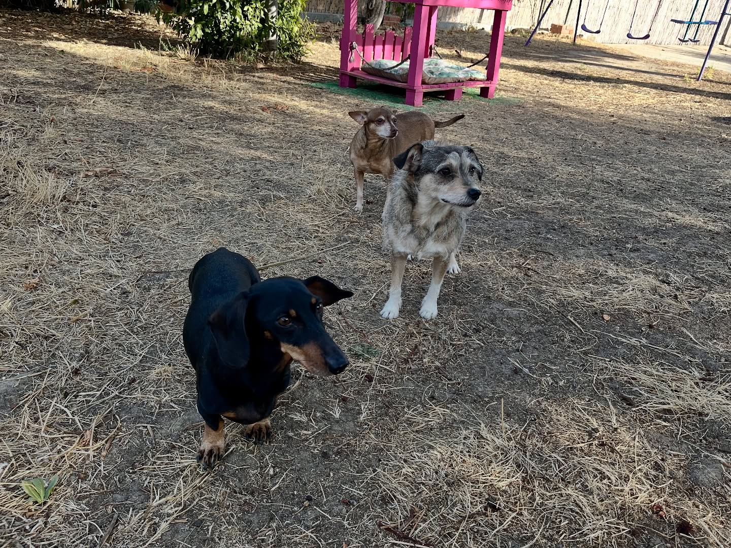 #cuidadoresdeperros #madrid #mascotas #españa #igersmadrid #perros #dogs #dogsofinstagram #perrospequeños #dogslife #dogfriend #fotosdeperros #comoencasa #vacaciones #doglover #pomeranian #chihuahua #caniche #bichón #bichonmaltes #shitzu #shitzulovers #pomerania #pomeraniaespaña #teckel #otoño