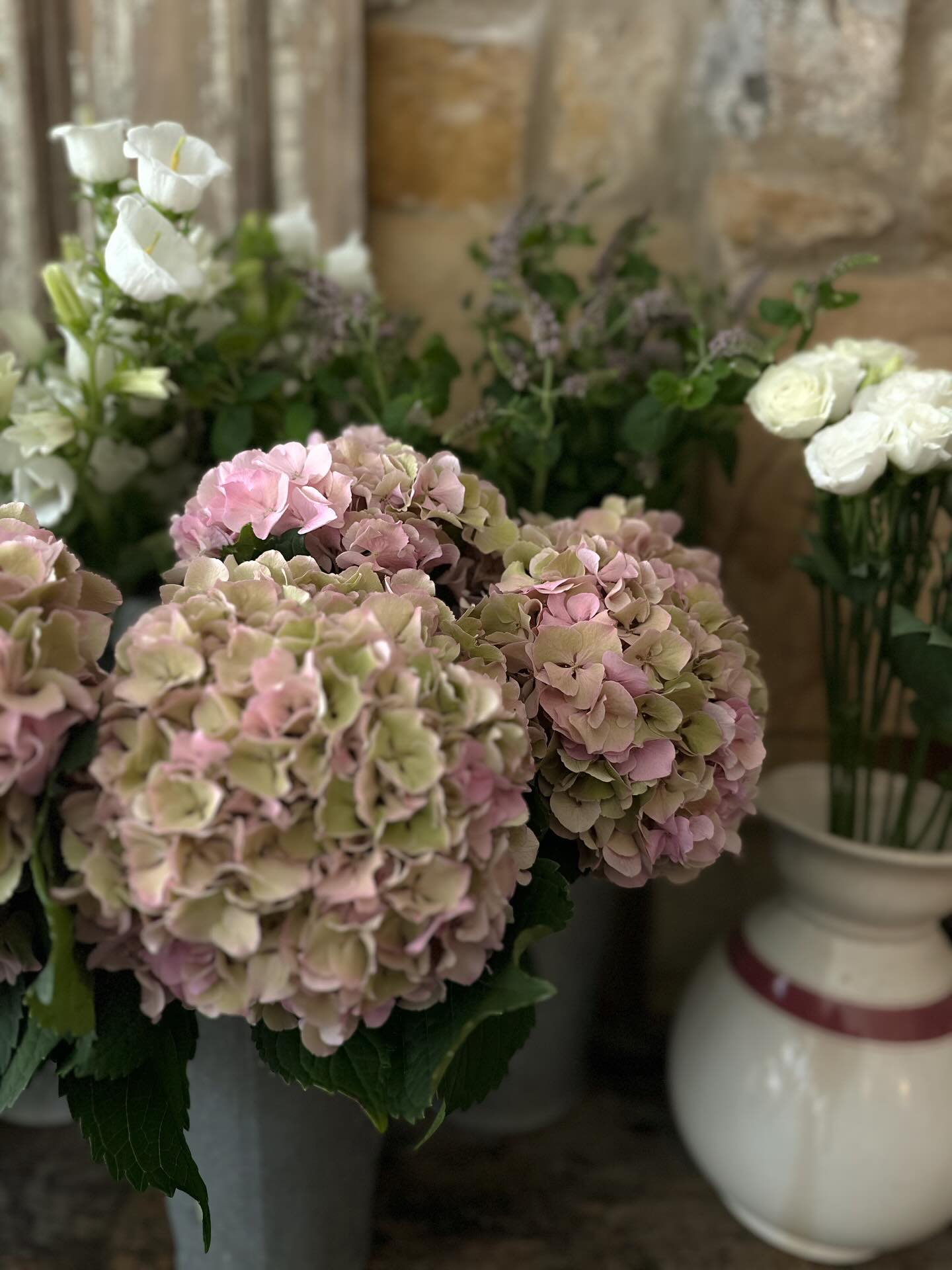 Fresh in today the most BEAUTIFUL hydrangeas