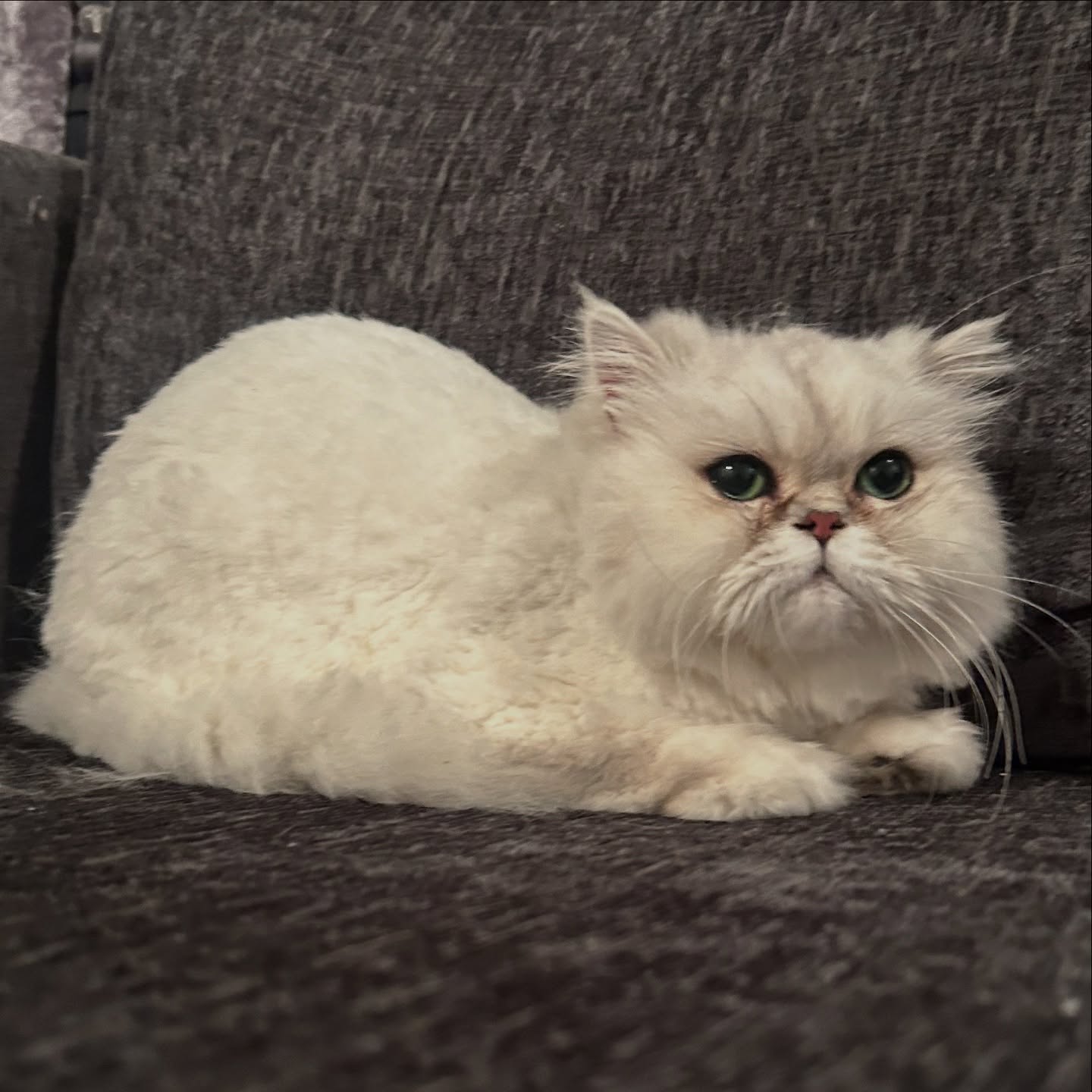 Beautiful girl Snowball after her teddy cut 🥰
This wee darling melts our hearts every visit ❤️
But Snowball’s story is an important reminder why cat-specific grooming matters.
Her dad took her to the vet and was told the phrase so many cat parents have heard:
“We’ll shave the matts off, but we aren’t groomers.”
Trusting their advice, he agreed to sedation - and it ended up being every owner’s worst nightmare. During the procedure, Snowball’s throat was accidentally slit while she was unconscious.
She was lucky. She survived. But this should never have happened.
Cats deserve specialists who understand their anatomy and unique grooming needs. Veterinary care for cats MUST do better - because when we trust them with our cats’ lives, we should never have to fear for their safety. 🐾
We’re so lucky to have found her and be able to make such a difference in her life. Cats deserve this level of care everywhere!🐱
#catgrooming #catfacts #catcare #catcaretips #chinchillapersian