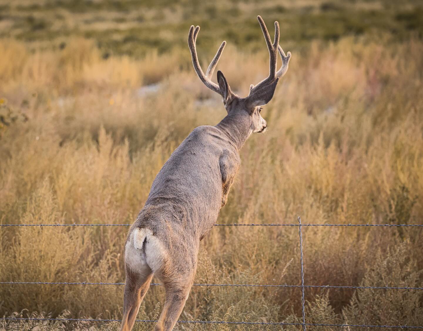 The call of wild is stronger than the fence in front of you. 🌲 🦌 ✨
Canon R5 & RF 100-500mm f4.5-7.1 L IS USM
#montana #cmrussell #montanaoutdoors #wildlifephotography #wildlife #bucks #deer #mule #muledeer #hunting #hunt #deerhunting #bigbucks
@muley_freak @mule_deer_foundation