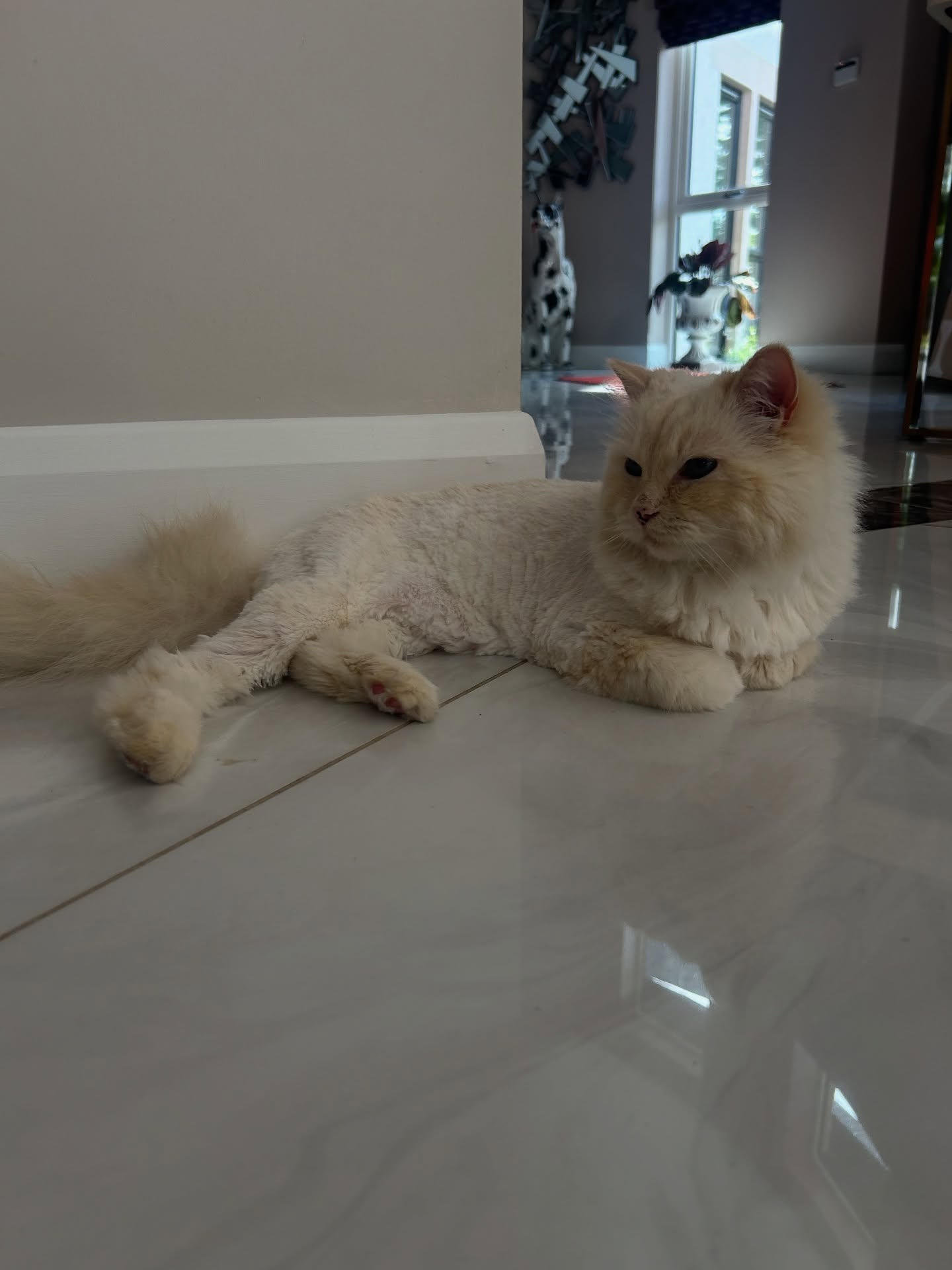 You really can tell they feel instantly better with a teddy cut😻
#ragdoll #flamepointragdoll #catcare #catowners