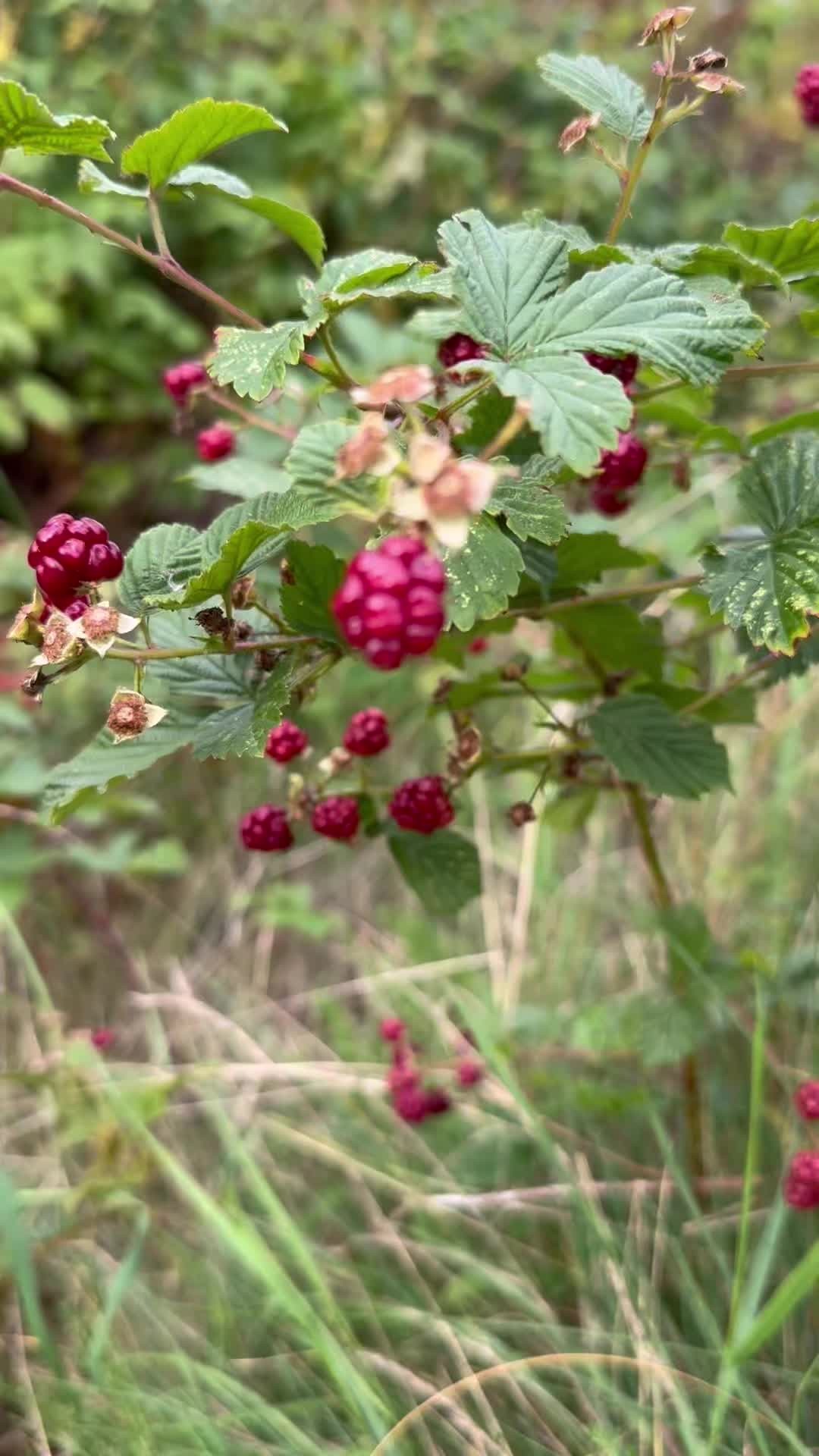 Jag var förbi min lokala björnbärsbuske häromdagen – men än så länge är de inte riktigt mogna. Björnbär är riktiga sensommarhjältar i trädgården, eftersom de mognar efter att hallon och vinbär har gjort sitt. Perfekt för att förlänga bärsäsongen!
Vill du slippa rivsår när du plockar? Satsa på en taggfri sort – de är både lättare att sköta och betydligt trevligare att skörda. 👌
👉 På filmen ser du skötselråd direkt från appen Mitt Trädgårdsår – enkel hjälp för att lyckas med dina bärbuskar!
#odlaätbart #köksträdgård #beskära #gödsla #trädgårdskalender #trädgårdsinspiration #björnbär
