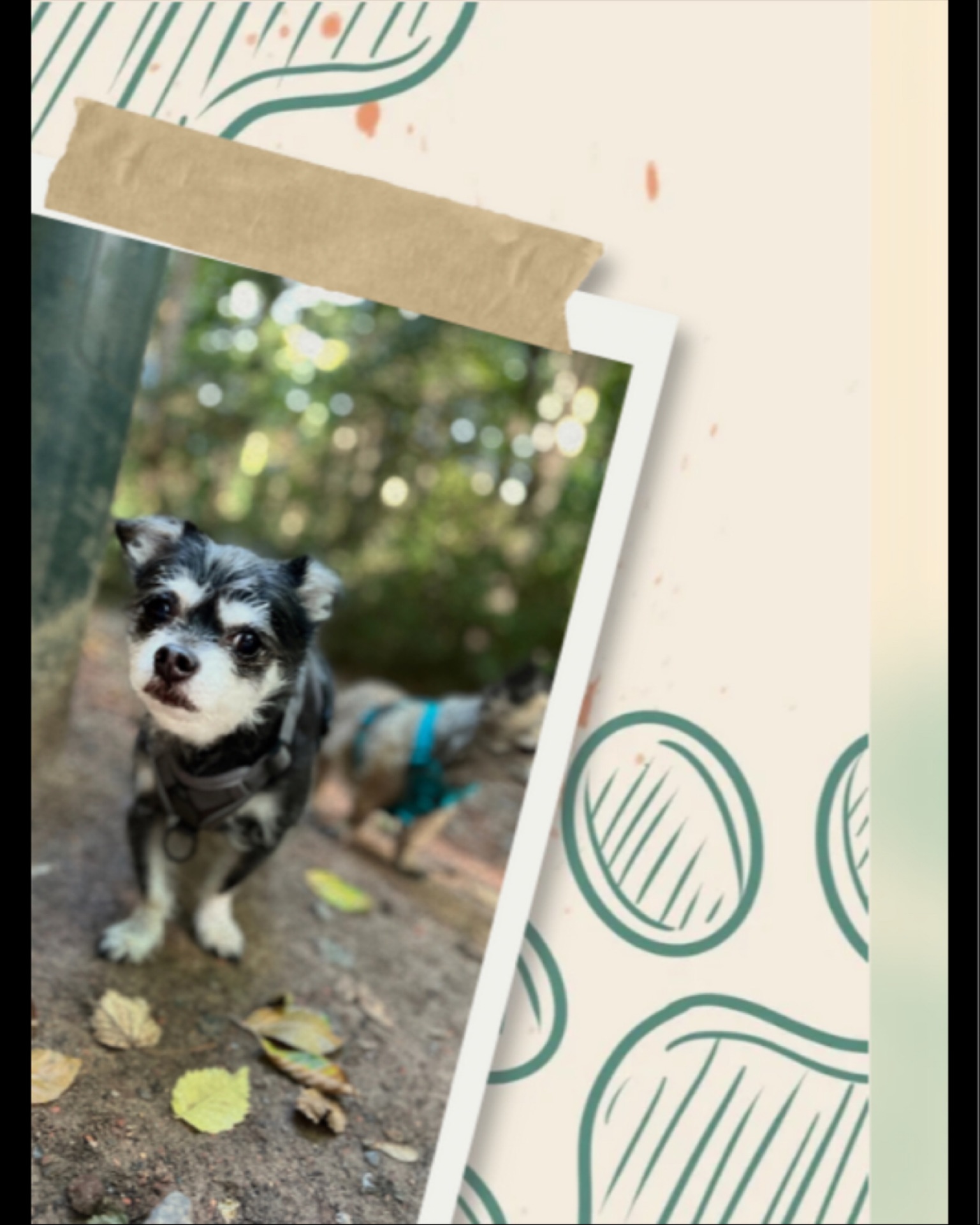 💛 Nelson, le mini cœur sur pattes ! 💛
Derrière ses grands yeux timides et ses petites pattes tremblotantes, se cache… un estomac sans fond 🍗😋 !
Toujours prêt à troquer un bisou contre une friandise, Nelson n’a pourtant d’yeux que pour sa douce Chaï 💘.
Un vrai romantique, version pocket-size 🐶🌸 : petit par la taille, mais immense par l’amour… et l’appétit ! 🍪❤️
#chihuahua #belgiumdoggos #petstagram #petsitterbruxelles #brussels #uccle #etterbeek #ixelles #dogod PetSittingBrussels #PetSitterBruxelles #DogLoversBrussels #PetsOfBrussels #DogFriendlyBrussels #ChienHeureuxBruxelles #AnimalLoversBelgium #CrapuloussClub
PetSittingLife #DogCareBrussels #GarderieAnimaux #DogSittingLife #PromenadeChiens #DogLovers #HappyPets #PetCare
