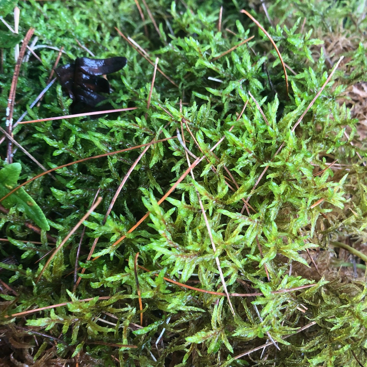 🌿 Red-Stemmed Feather Moss (Pleurozium schreberi) 🌿
A classic of the northern forest floor, Red-Stemmed Feather Moss forms soft, sprawling carpets of green, its feathery fronds accented by the subtle red tint of its stems.
Commonly found in coniferous woodlands, this moss is a keystone groundcover, helping retain soil moisture, protect seedlings, and create a lush living layer beneath trees. This is the one you want to have a nap on it's the best carpet bed nature has ever provided. My childhood dreams have come true the moss bed is real. #NativePlants #EcologicalRestoration #NativeGroundcover #ForestFloor #MossLovers #PleuroziumSchreberi #RedStemmedFeatherMoss #Rewilding #Biodiversity #HabitatRestoration #WoodlandGarden #NativePlantNursery #OriginNativePlants #SevernRiver #GuelphGardening