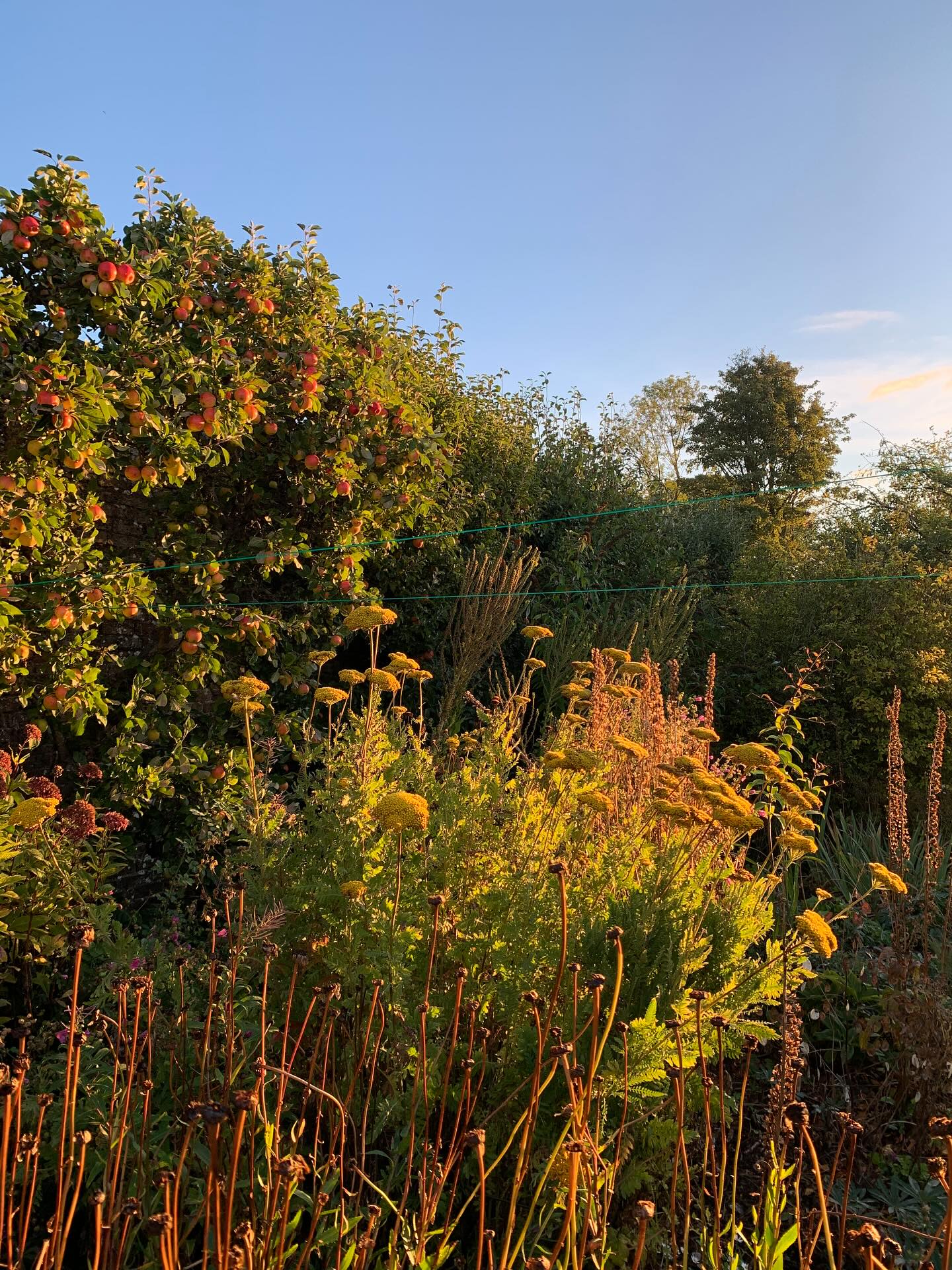 By Dawn’s early light. Early Wednesday morning in the Drying Green garden.
#thescottishcountrygarden