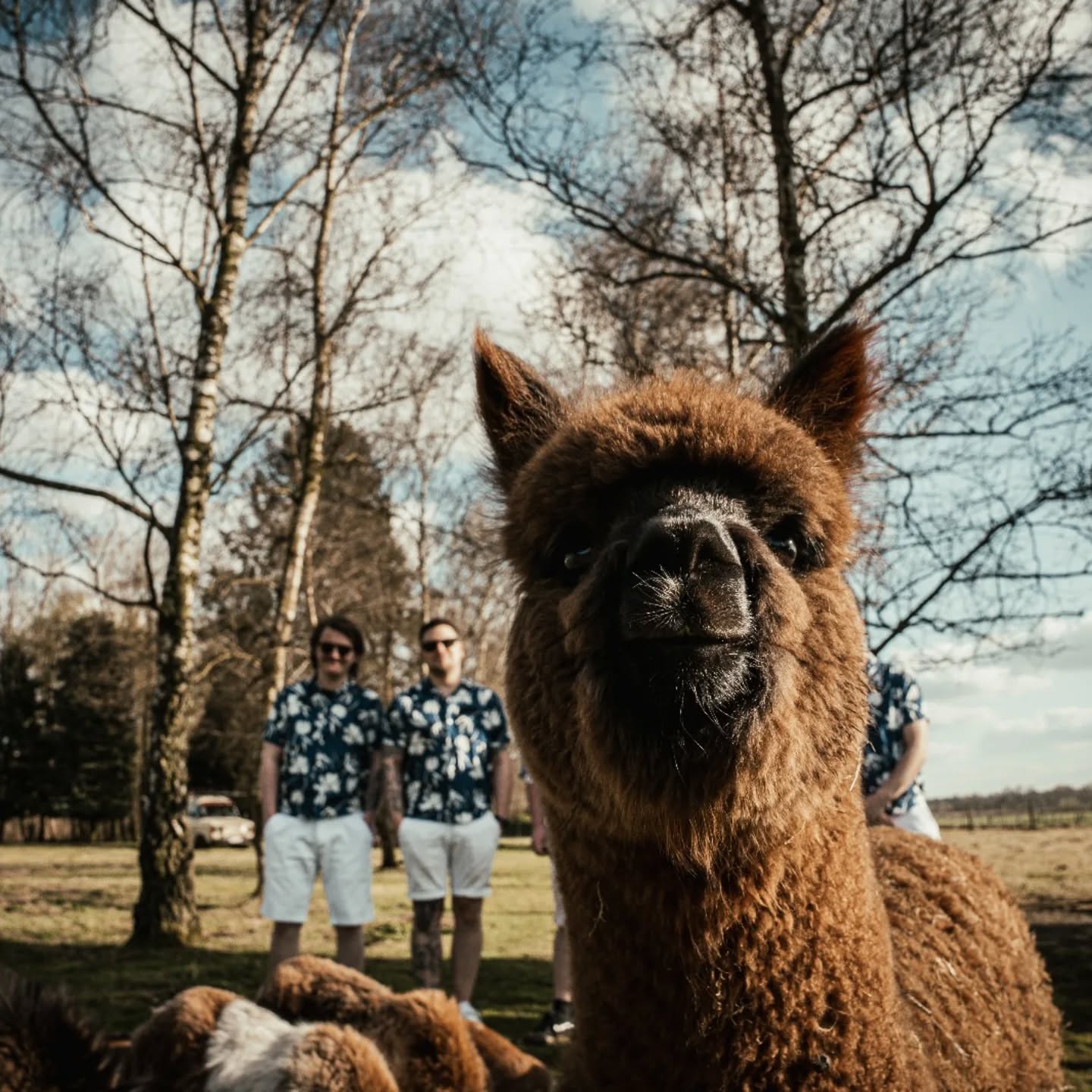 Nieuwe frontman?! Lama, dat blijft tussen ons.
#nofilterwelvacht