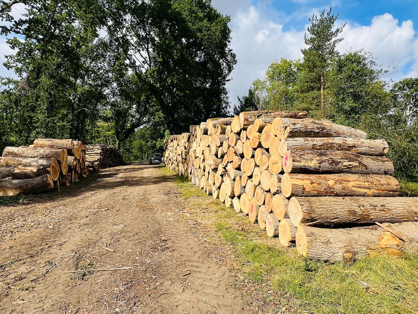 Wallace Timber Services
Another successful forestry project completed!
If you're planning your next forestry project, weād be happy to assistāwhether itās an element of the works or the entire job. Donāt hesitate to get in touch!
Info@wallacetimber.co.uk
01428 727799
Instagram - wallacetimberservice
#forestry #forestryprojects #ashdieback #ashdiebackawareness #ashdiebackremoval #wallacetimberservices #woodlandmanagement #compliance #grapplesaw #grapplesawtruckcompany #vosch #harvester #harvadig #stihl #arboristsofinstagram #treesurgeon #timberhaulage #firewoodseason #kilndried #contracthire #partnership #uk