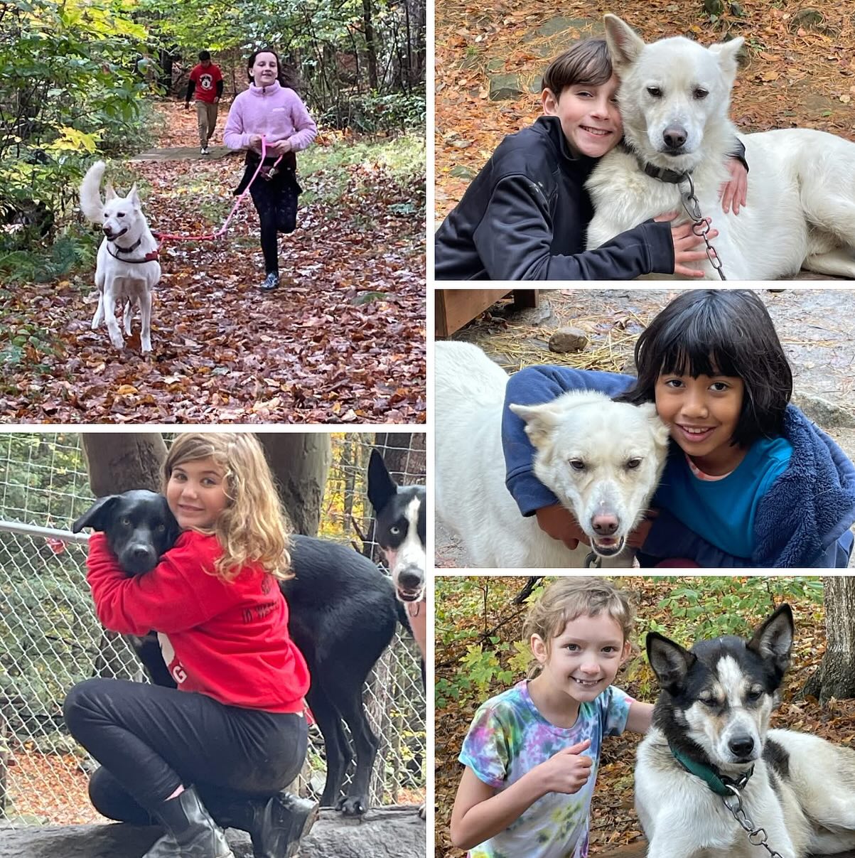 Fall School Vacation Day Sled Dogs Camps 2025! Oct 13, Nov 28, Dec26
#hilltownsleddogs #sleddogcamp #schoolvacation #lovefest