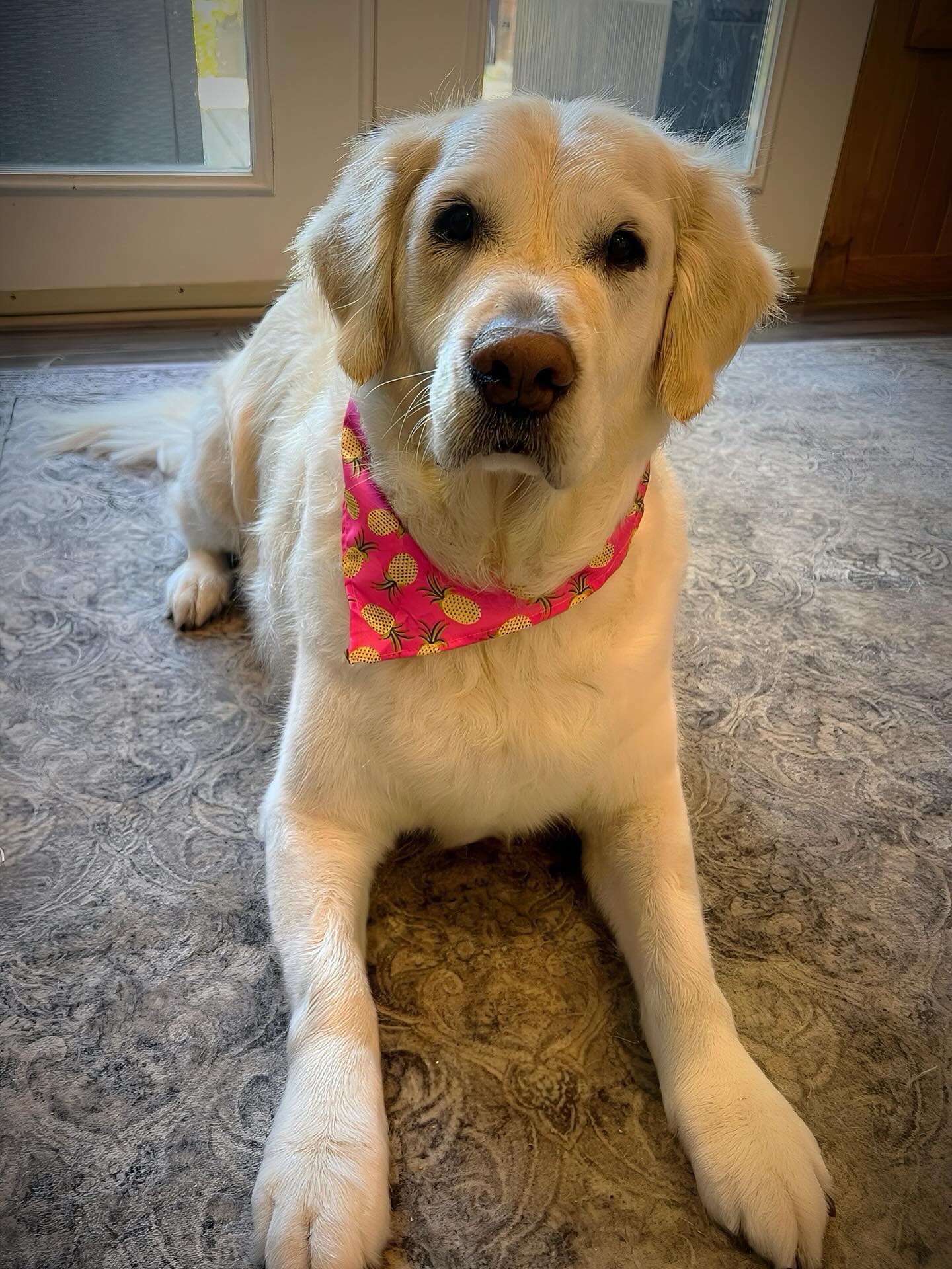 Millie, this sweet golden retriever, is prone to seizures. With every dog that comes into our spa with similar situations, we always work hard to ensure that we maintain a safe and calming environment to try and reduce any risk of an episode. ❤️
Don’t stress if your own pup deals with similar medical conditions; we’re more than capable of providing them with a safe environment to get them groomed. Text or call us at (519) 241-1552 with any questions or concerns—we’re always happy to help!
#bythepondpetspa #doggroomers #doggroomerlife #doggroomersofig #smallbusinessowners #supportsmallbusiness #dogsofinstagram #northdumfriesontario #parisontario #womeninbusiness #dogsofinstagram #aplacetolovedogs #fortheloveofdogs #doggroomingofinstagram #paw #doggo #dogsofinstagramworld #goldenretrieverworld #goldenretrievertoday