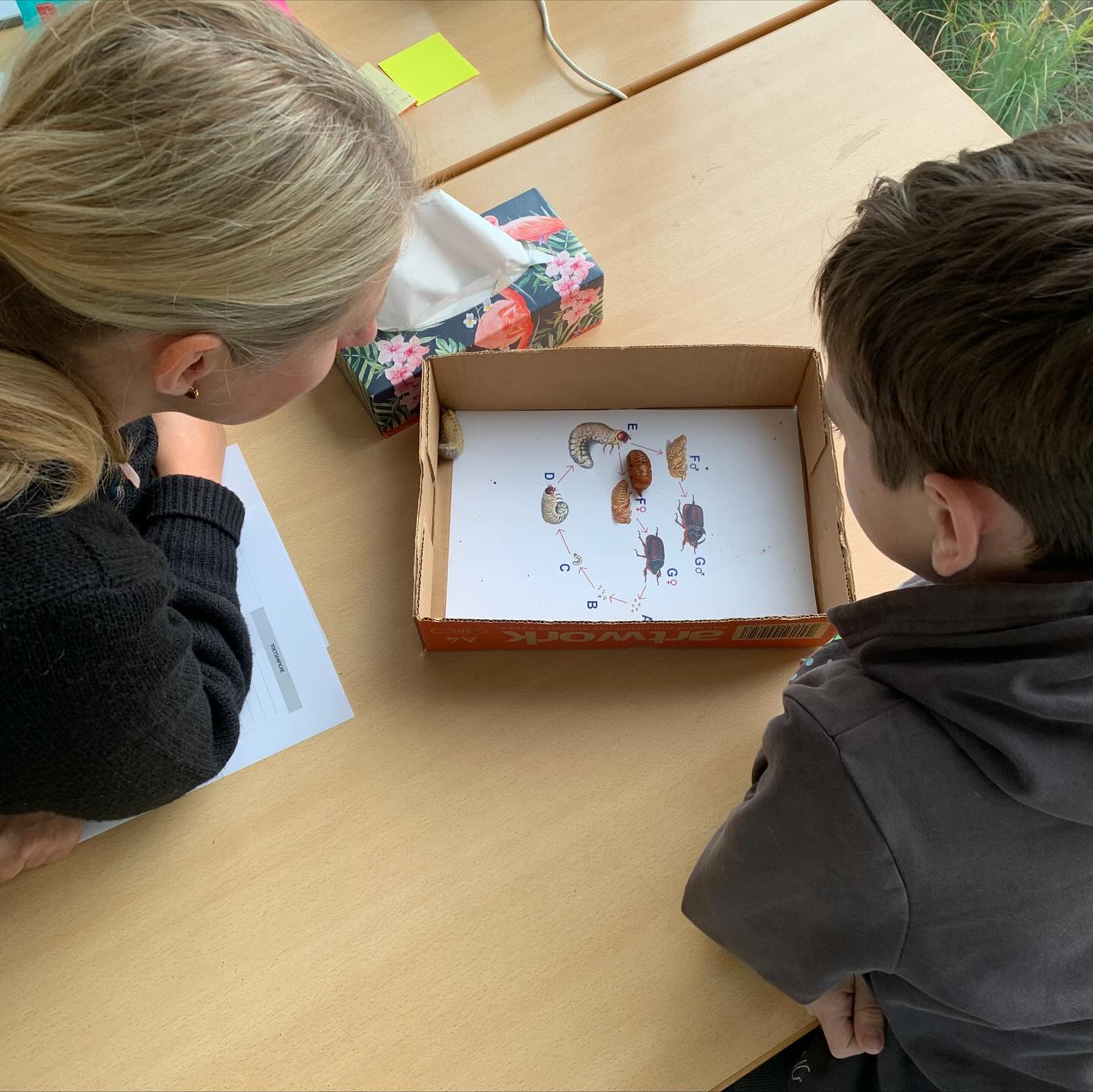 👷🪲✨ Soms levert een klusje onverwachte ontdekkingen op!
Onze werkman vond tijdens het werken een larve én een pop van de neushoornkever. Natuurlijk bracht hij ze even langs in de klas, zodat iedereen deze bijzondere beestjes van dichtbij kon bewonderen. 🧐🌱
Na dit korte leermomentje zijn de kevertjes met veel zorg weer veilig teruggebracht naar hun natuurlijke habitat. 🌳💚
#ontdekken #natuurinjeklas #neushoornkever #lerenindeklas #buitenwordtbinnen