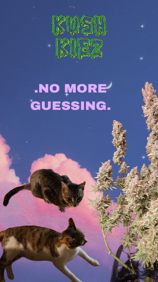 All I really want is you - The Montclair's
Pinch to zoom
@kushkiez
#pflanzen #kushkiez #kush #germany #homegrown #berlin #420 #kiez #harvest #flower #caring #love #motown