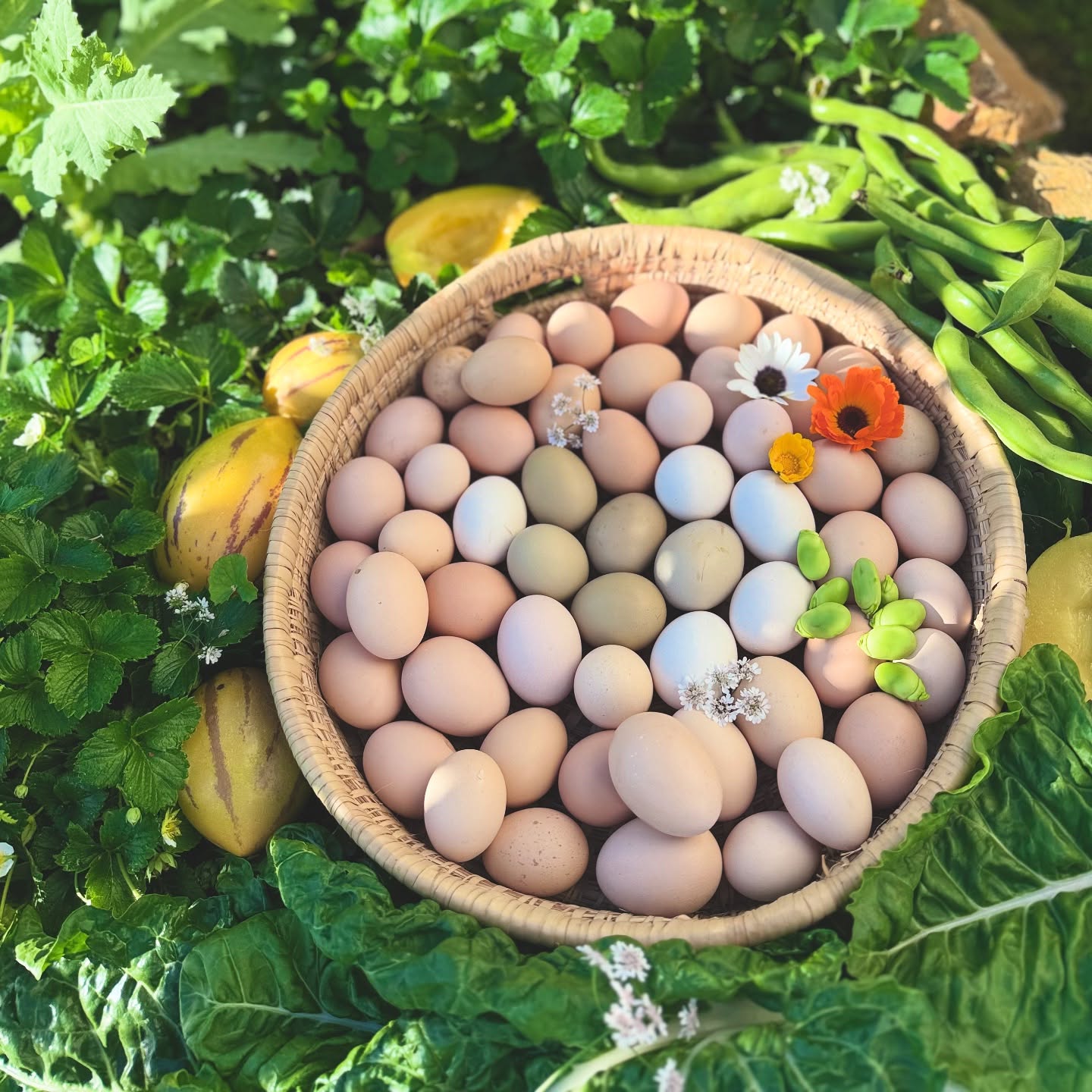 Thank you September! Lots of eggs, spinach, broad beans, peas and melons.
The garden is ready to burst into colour - there are different coloured flowers, especially poppies everywhere. All veggie spring seedlings are hardening, getting ready to be planted up in the big garden.
A massive troop of baboons have been hanging around for the past week - stripped all the tamarillos, killed 2 chickens, but otherwise all good. The baby lambs have grown up so quickly they look like sheep. Must do a hive check and clean them up after winter, checking for especially wax moth.
Starting to send out boxes of planting calendars all over the country. Going to be interesting to see how the biodynamic one does compared to the lunar cycle calendar - so different! Have a lekka week 🌱🧡🌈🐓🥬
#whynot #growyourownveggies #organic #heirloomseeds #guaranteedfun #lunarcalendar #biodynamiccalendar #plant #grow #plettitsafeeling #permaculture #southafrica