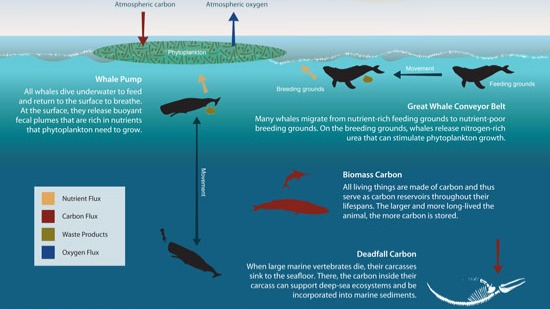 Dolphin mind blown !
If whales were allowed to return to their pre-whaling number of 4-5 million, it could add significantly to the amount of phytoplankton in the oceans and the capture of 1.7 billion tons of CO2 annually.
https://www.imf.org/en/Publications/fandd/issues/2019/12/natures-solution-to-climate-change-chami