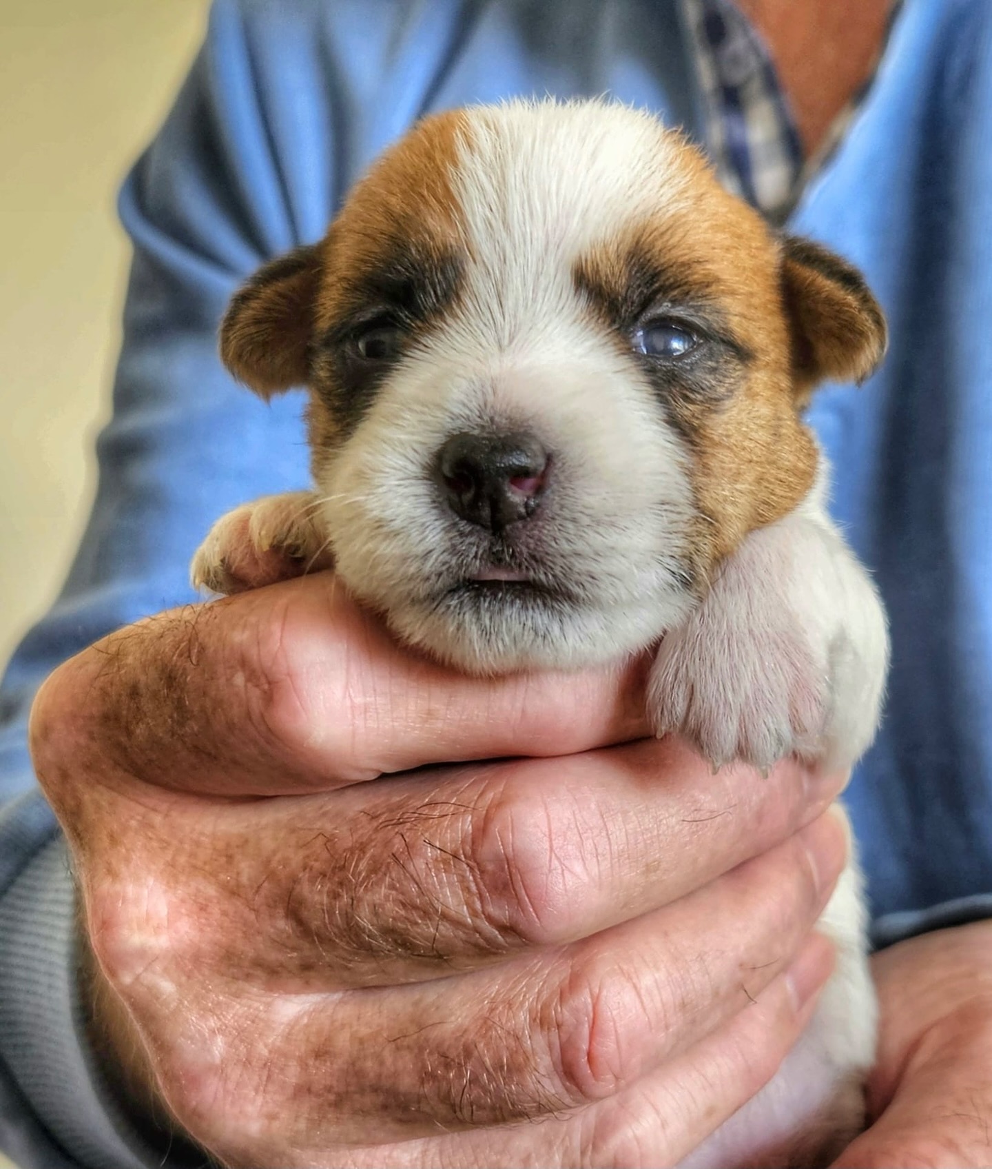 Seeing the world for the first time 👀
#eyesopen #jrtpuppy #jrt #jackrussellterrier #jackcambpups #jackcamblitterd #cutie #puppylove #jackcambjrt