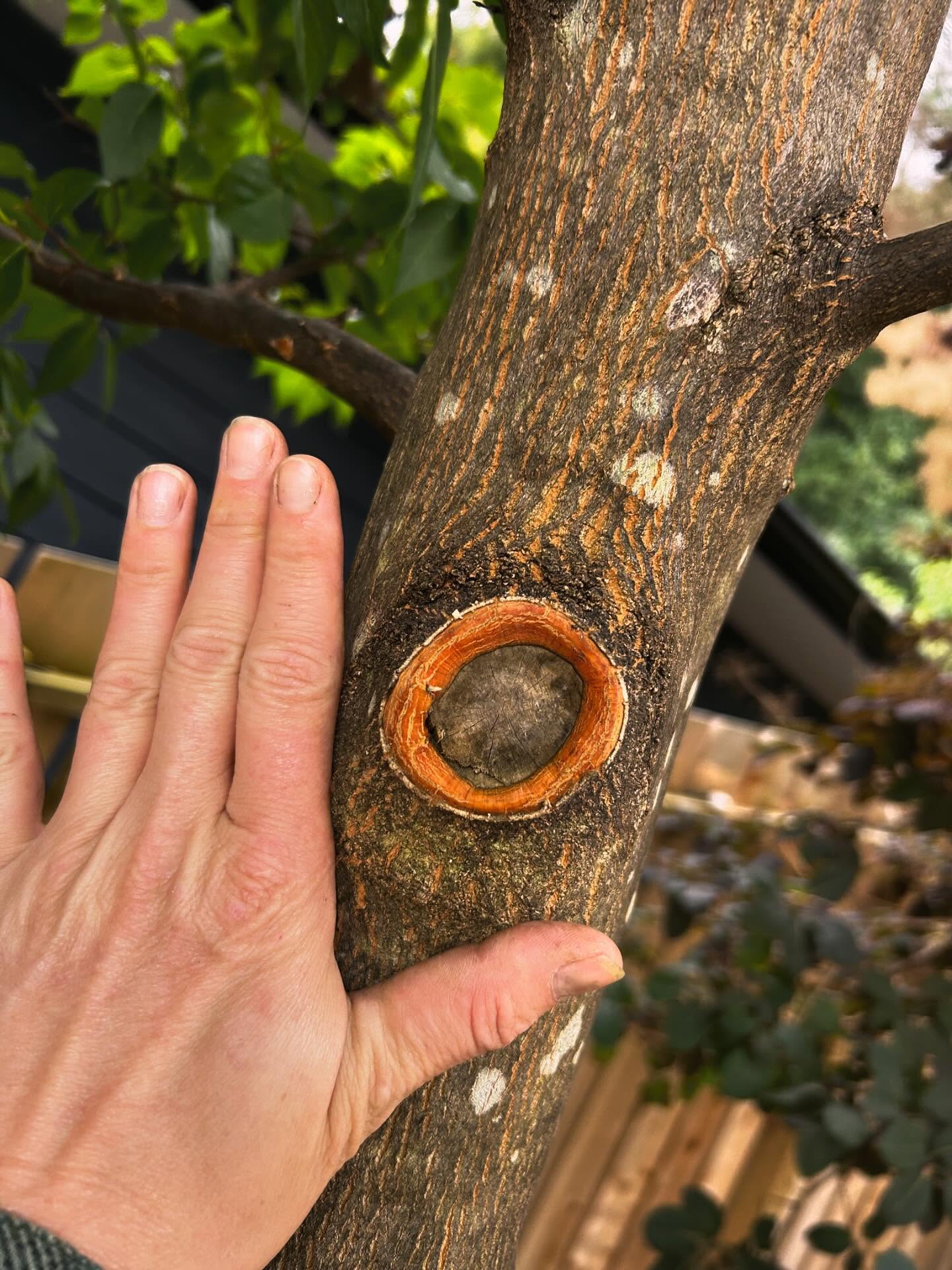 A Master Pruner instructor compared trees' branch collars to sphincters sealing off a properly-placed pruning cut. . . Today I checked in on a linden I pruned this spring, and, well, you're welcome.