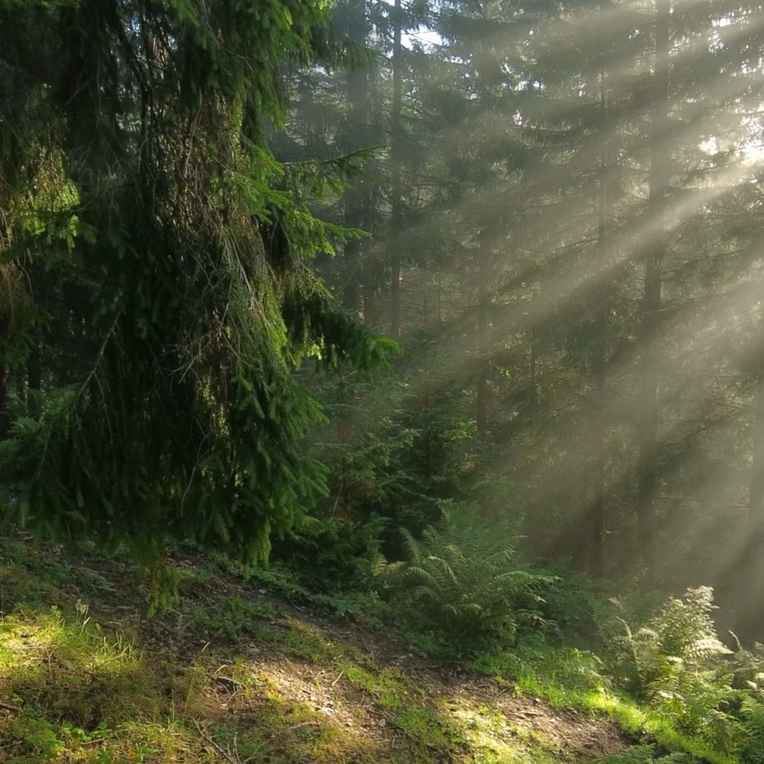 This summer changed everything for our family. My beloved mom entered hospice at the start of the season and, by its end, we had to say goodbye. She was only 72.
My mother was the most supportive, gentle soul I have ever known—yet also fierce and strong (her maiden name was Strong, fittingly). Brilliant and determined, she lifted our family out of poverty, became a CPA, and inspired me to follow the same path. She overcame so much with quiet resolve and a careful devotion to her own well-being. I see her resilience and quick mind every day in my boys—their laughter and curiosity carry her spirit forward.
My mom loved movement: running, biking, hiking, kayaking—anything under an open sky. I ran my first and only half marathon with her at my side. Eating healthy and seeing a therapist were really important to her. She taught me to savor fresh air, nourish my body, and live with intention.
She achieved so much in life, surrounded by the love of a devoted spouse and adoring grandchildren. I feel so overwhelmed with anger—and guilt—that my mom was failed by a medical system that overlooked the root of her struggles. When her anxiety, depression, and heart palpitations began, HRT wasn’t even offered. Instead, an ER visit ended with a prescription for an antipsychotic. She was never the same and eventually received a diagnosis of early-onset Alzheimer’s. Eight years ago, research already showed the benefits of HRT for women with these symptoms, yet she never received it. A generation of women has been failed.
I’m sharing our story so others might be heard: please ask questions and advocate for thorough, evidence-based care.
To everyone who has checked on us: thank you. Your kindness has been a steady light. Though our family is small, we’ve felt the embrace of so many friends along the way.
As I begin to return to Ambedo, I carry my mom’s spirit with me—her love of nature, her strength, and her belief that each generation can rise stronger than the last, just as the sun rises each day, carrying hope forward.