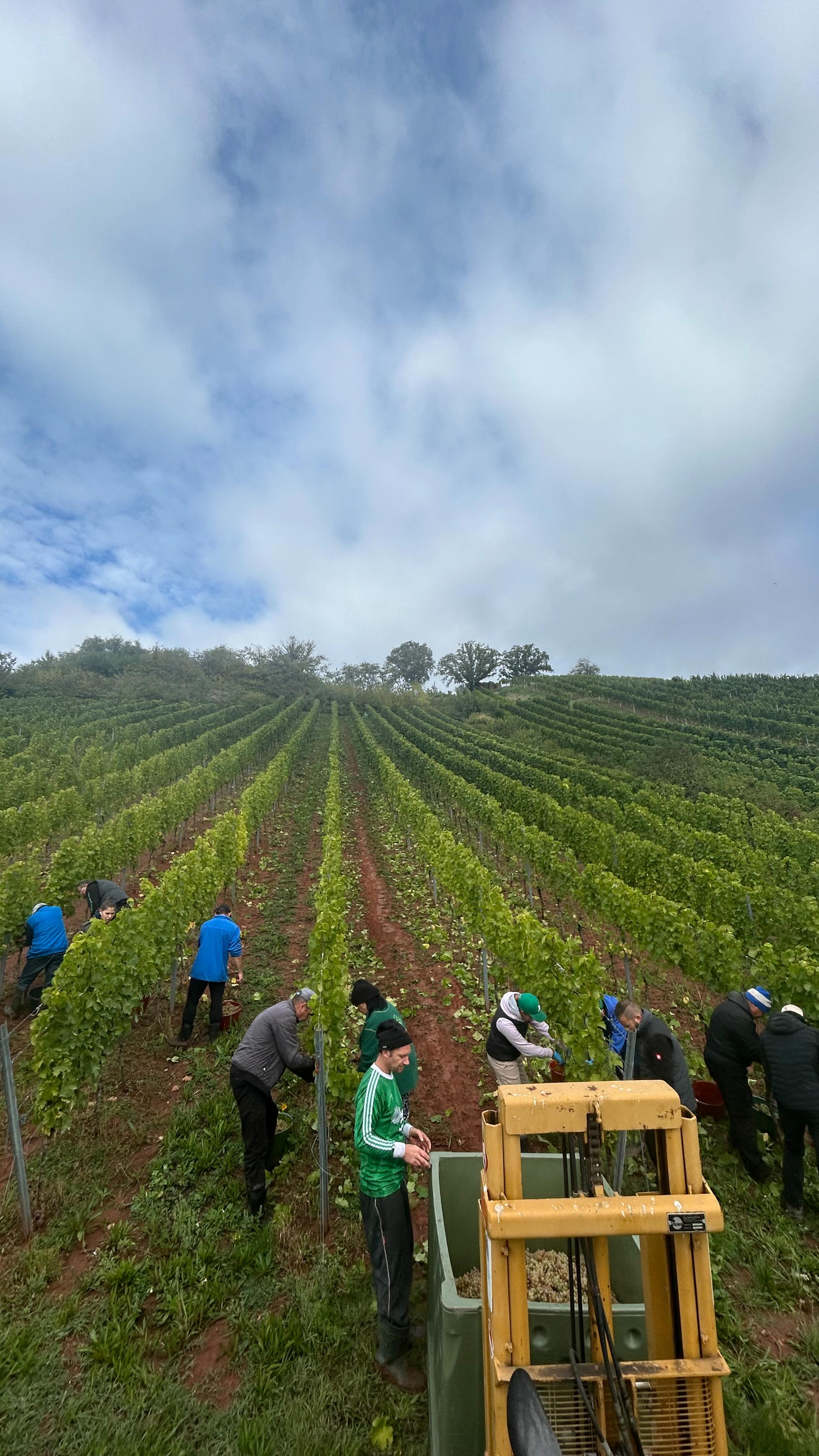 Heute auf dem Programm: Handlese im Roxheimer Höllenpfad 🍇✂️
#handlese #weinlese #lorenzundsoehne #wein #nahewein #weinlandnahe #badkreuznach #höllenpfad #roxheimerhöllenpfad #weingut #vintage #harvest #ernte #lese #grapeagate #germanwine
