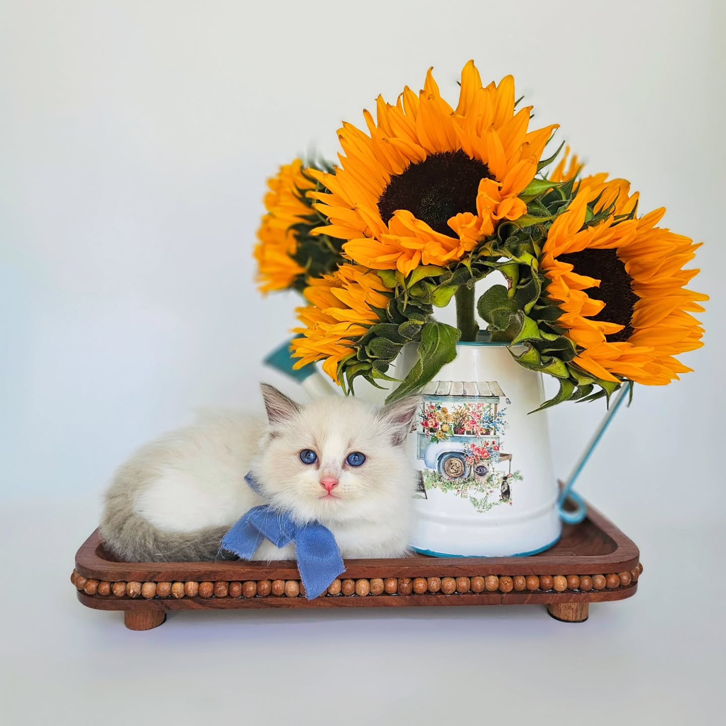 🌻💛 Sunshine in a vase, sweetness on a tray 💙🐾 This little fluff ball is proof that happiness comes in the smallest (and fluffiest) packages!
#Ragdollslove #Ragdollsmiami #ragdolls #Ragdollsforsale #ragdollbreeder #classicragdolls #HappyKitty #BlueBowBeauty #SunflowerSeason #SweetCompanion