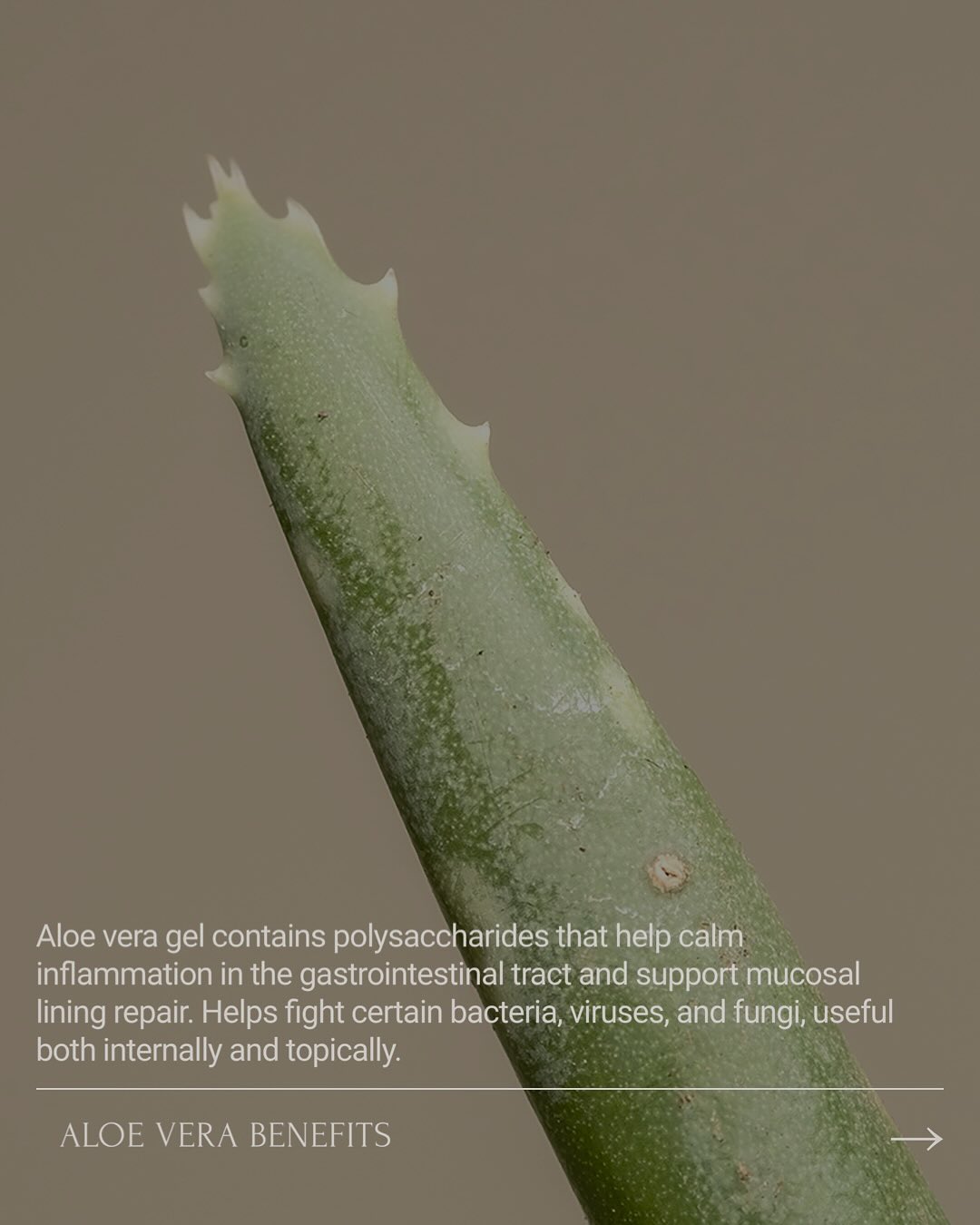 🌿 Aloe Vera: Nature’s Healing Plant 🌿
For thousands of years, aloe vera has been one of nature’s most trusted remedies. From soothing burns to supporting digestion, it’s been called the “plant of immortality” for a reason.
✨ 3 Amazing Ways Aloe Heals:
🌿 Skin Soother (Inside + Out!) – Aloe cools inflammation on the skin, calms redness, and supports healing of acne when applied topically. Internally, it helps alkalize the gut and reduce inflammation — which shows up as clearer, calmer skin.
🌿 Gut Support – Aloe’s natural compounds soothe the digestive tract, ease irritation, and support regularity.
🌿 Hydration + Immunity – Rich in antioxidants and polysaccharides, aloe hydrates cells deeply and helps your immune system stay resilient.
💧 Simple Daily Ritual: Add 2 tbsp of aloe vera juice to your water for a refreshing, gut-friendly, skin-loving boost.
🌱 My Aloe Story:
As a kid, my grandparents always had an aloe plant in the yard. Anytime I scraped my knee or burned myself, they’d break off a leaf and rub the gel right on. It healed like magic — and to this day, aloe is part of my wellness routine from skin to gut health.
Ask me about my Favorite Aloe based skincare products for acne, aloe juice for your daily aloe water — I’ll send you a note with links 🌿
#WellnessLifestyle #HealthyHabits #DailyRitual #SelfCareRoutine #HolisticLiving #acnesupport #holisticskincare