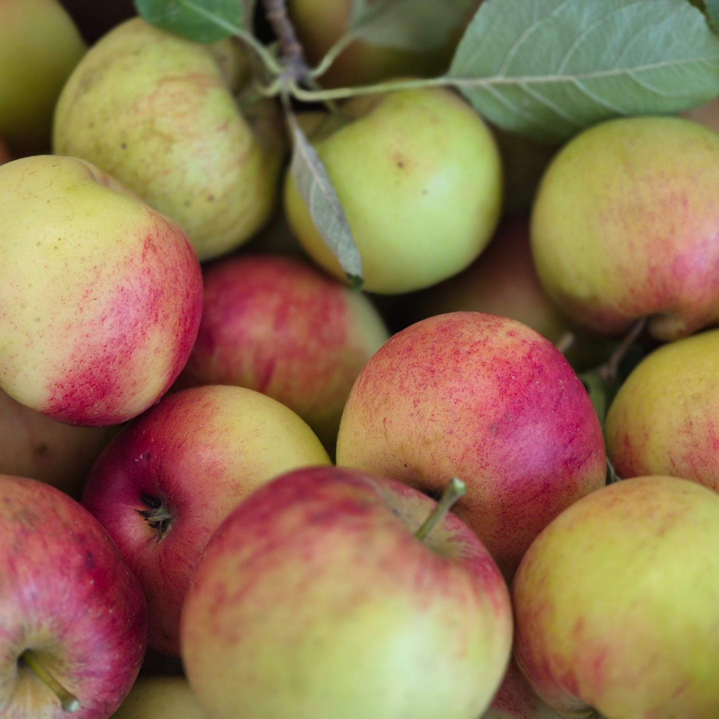 It’s been an outstanding year for UK apples – and our trees have delivered some of the best yet! 🍎
Freshly picked, home-grown, and full of flavour – our apples are now available in the shop. Crisp, juicy, and absolutely delicious.
We’ve got a wonderful variety for you to enjoy, including Cox, Discovery, Russet and Spartan.
No sprays, chemicals, or anything artificial 🍏
#HomeGrown #UKApples #AppleSeason #FarmFresh #EatLocal