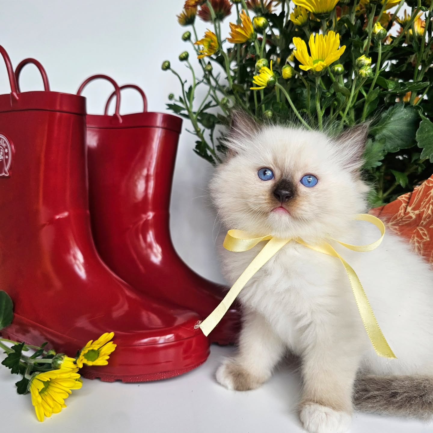 This fluffy friend knows how to brighten even a rainy day! 🌧️🐾 Red boots, yellow blooms, and the fluffiest little model in between 💛✨
Who else thinks this kitty should be on the cover of a magazine? 🐱
#FlowerPower #BlueEyedKitten #FluffyBaby #CutenessOverload #ragdollssarasota #ragdollsflorida #ragdollsforsale #ragdollsmiami #kittenloveforever #bestcompanion