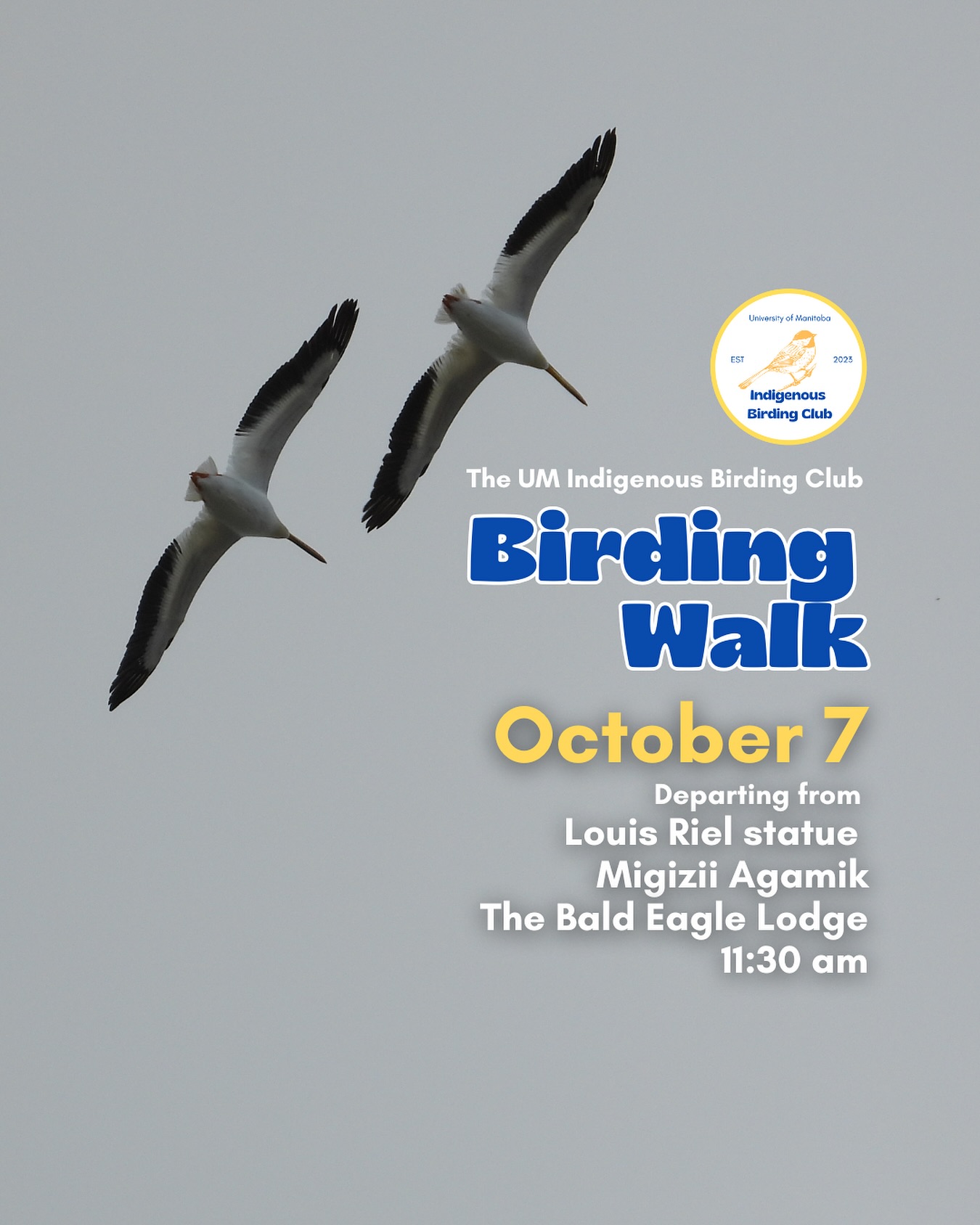 Join us on October 7 for a relaxed, 1.5-hour birding walk that begins at Migizii Agamik – The Bald Eagle Lodge. We’ll gather at 11:20 am by the Louis Riel statue, with the walk starting promptly at 11:30 am. The walk will take us to King’s Park, or another nearby location, at a leisurely pace, allowing us to enjoy the sights along a mix of pavement, grass, dirt, and gravel paths. The terrain is mostly flat, with just a few gentle slopes.
These walks are open to BIPOC (Black, Indigenous, and People of Colour) folks and allies who share our belief that birding is for everyone, regardless of experience. Whether you’re new to birding or a seasoned enthusiast, we welcome you to join. Just dress for the weather and be sure to bring sunscreen and water. If you don’t have your own binoculars, we have some available to borrow.
Our walks are an opportunity to connect with nature, build community, and learn from one another in a relaxed and supportive environment. Feel free to participate at your own pace. There’s no need to stay with the group the entire time, and you’re welcome to come and go as you please.
Accessibility Information:
The walk covers a variety of paths, including pavement, grass, dirt, and gravel, with mostly flat terrain and a few gentle slopes.
Washrooms are available approximately halfway along the walk.
If you need assistance or have specific accessibility requirements, please let us know in advance so we can do our best to accommodate you.
Parking:
Please note there is NO free parking on campus M–F from 8:30 AM to 4:30 PM. Parking is available for a fee in the Parkade and at metered spaces.
We look forward to seeing you there!
Photo: @justinleerasmussen
@umindigenous @um_metis