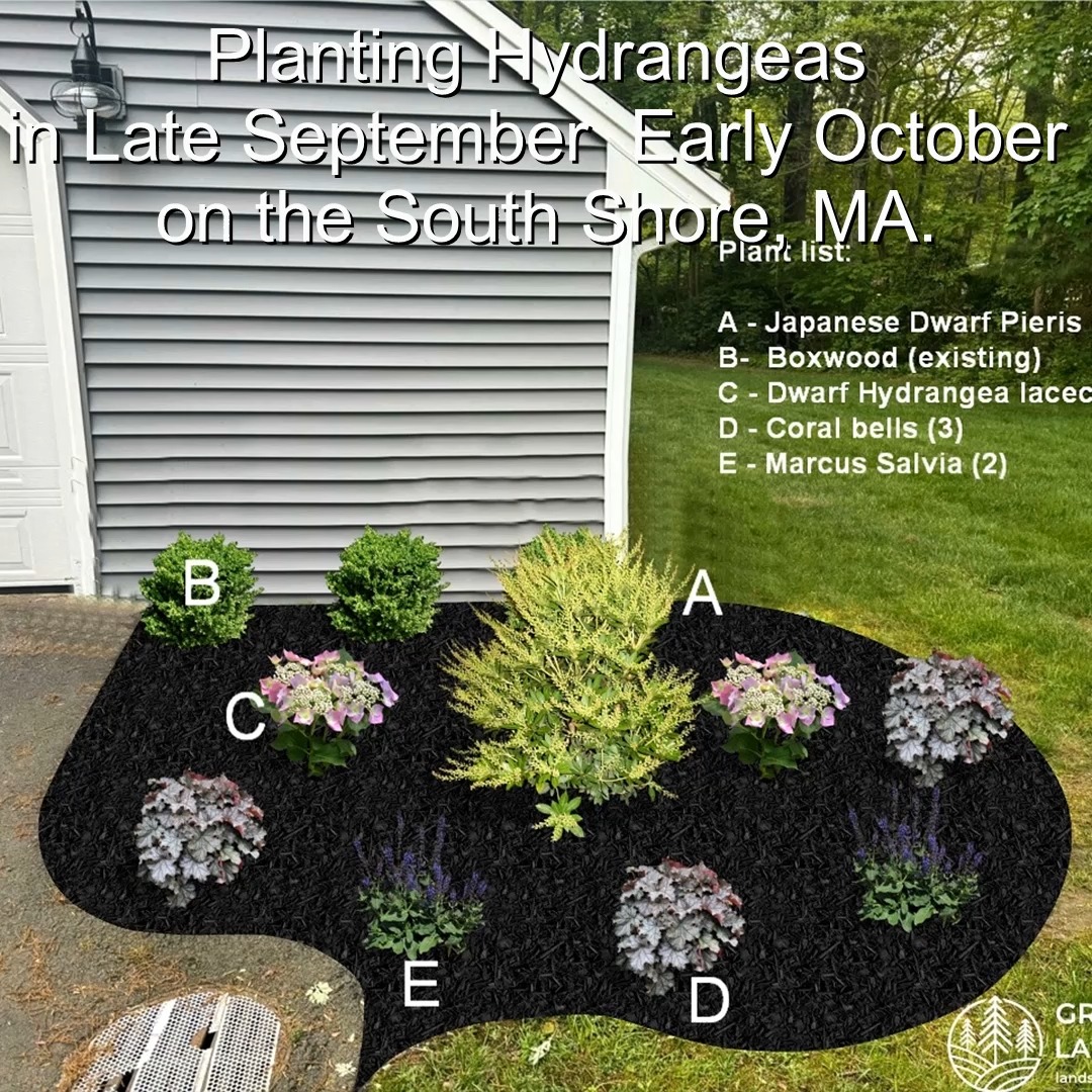 Planting Hydrangeas in Late September – Early October on the South Shore, MA.
Green Giant Landscaping,
Southeastern, MA.
Call now for your free quote!
Landscape architecture
Planting
Land clearing
Tree and shrub care
Seasonal cleanups
Old overgrown shrubs removal
Mulch installation
Garden maintenance
Weed barrier fabric
Bobcat services
Professional Landscape Design.
https://www.greengiantlandscaping.com/post/planting-hydrangeas-in-late-september-early-october-on-the-south-shore-ma
Phone:
+1 413-406-9094
#landscaping #landscapedesign #gardening #gardendesign #landscaper #landscapearchitecture #treeandshrubtrimming #mulch #Massachusetts #southshore #newton #boston #hingham #marshfield #scituate #NewtonMA #scituatema #milton #canton #wellesleyma #SpringCleaning #shrubtrimming #shrubcare #plantingdesign #gardentransformation #springcleanup #mulching #cobblestone #cobblestoneedging